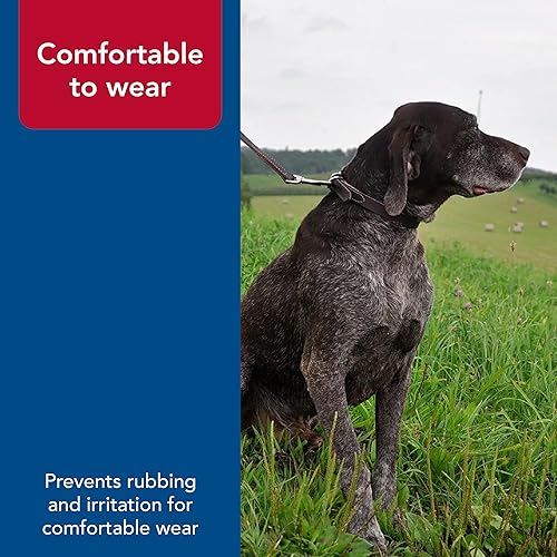 Miniatura 5 de Collar de cuero para perro Latigo - 18 pulgadas con un ancho de 34 pulgadas.