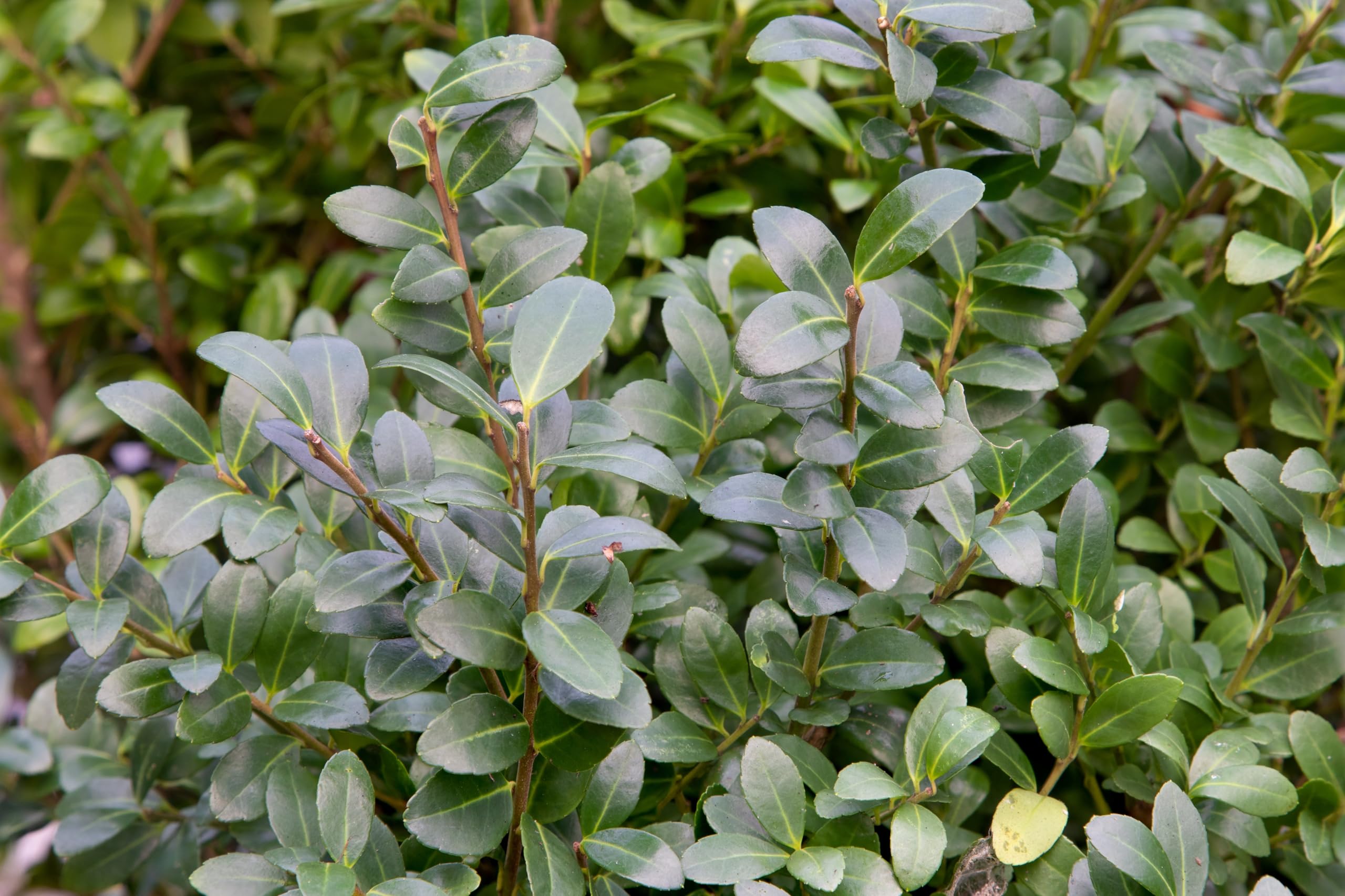Stauden Gänge 10 x Ilex crenata 'Caroline Upright' Japanische Stechpalme