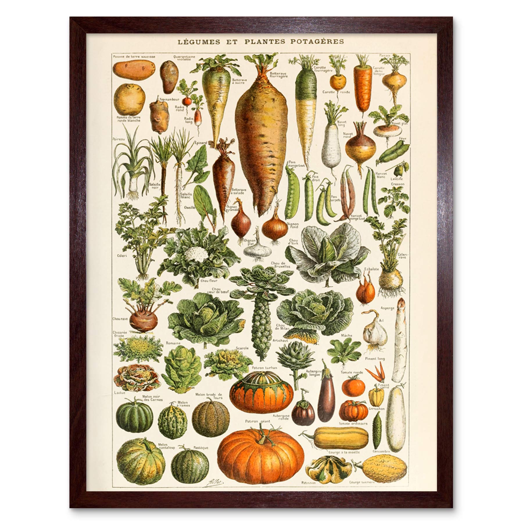 Artery8 Millot Encyclopedia Page Molluscs Shells Art Print Framed Poster Wall Decor 12x16 inch — view 52