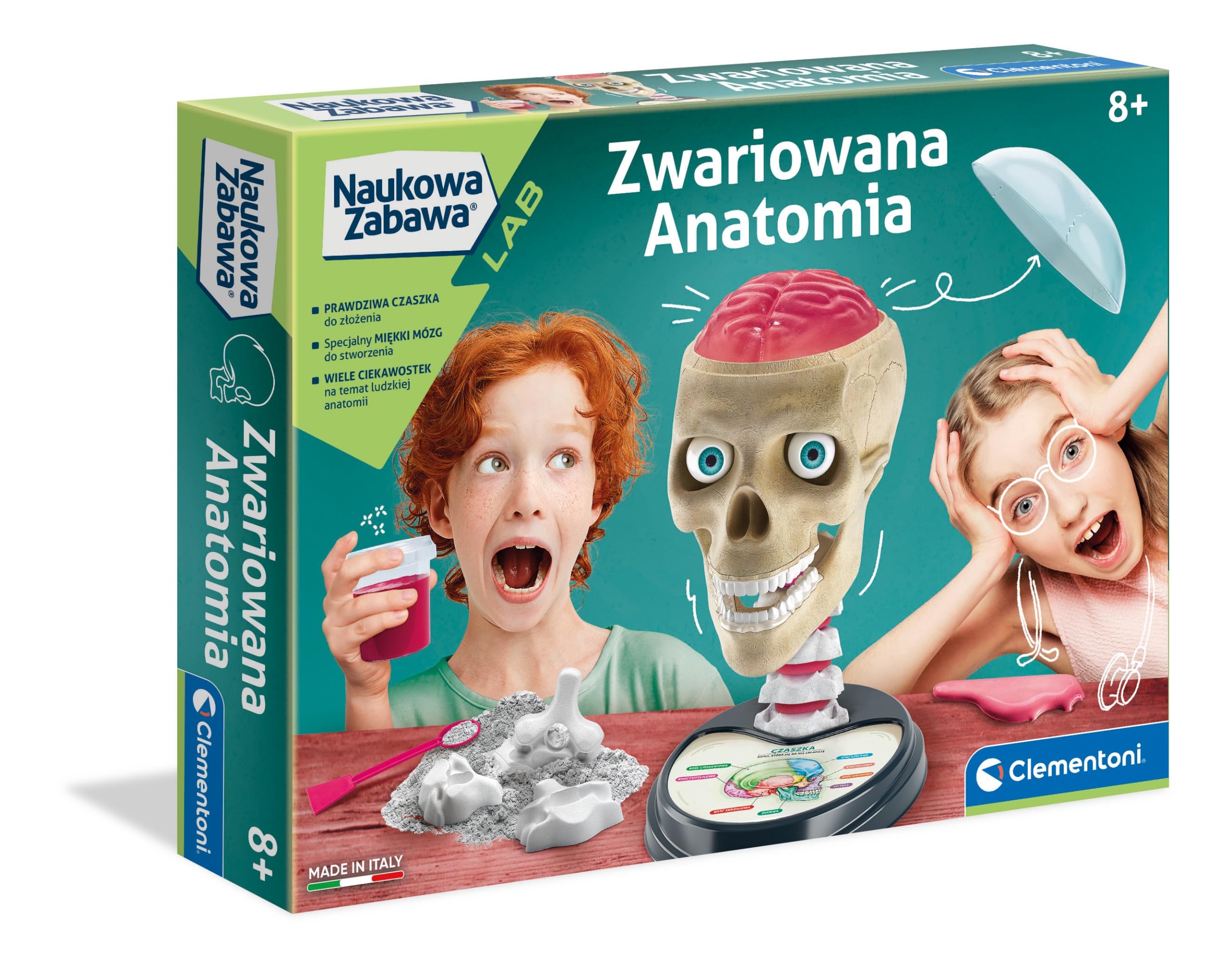 Crazy Anatomy Science Kit - Build A Human Skull With Brain & Teeth - View #6