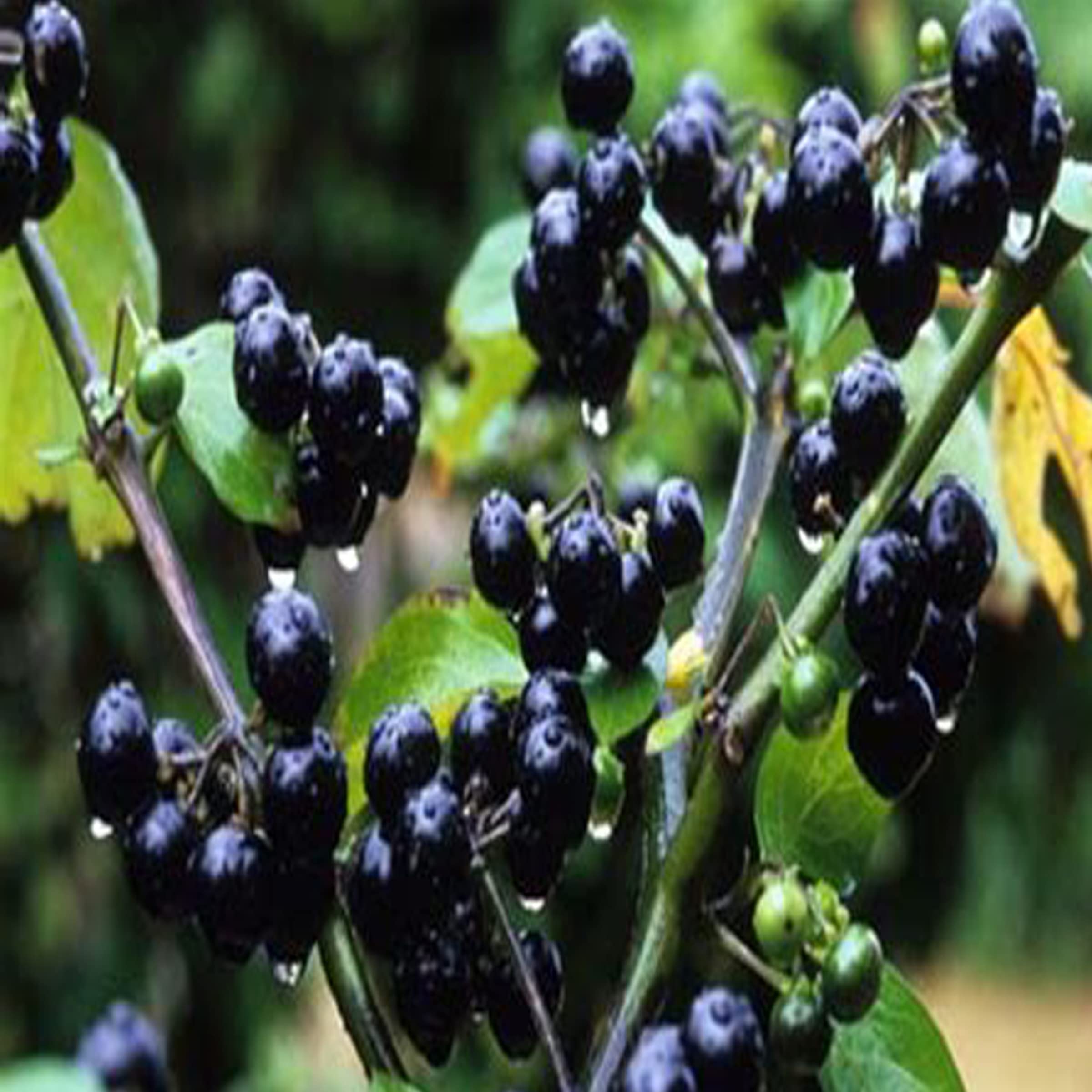 Black Nightshade (kali Makoi) Seeds, 100% organic, easy to grow on terrace in pot, each part of the plant ave medicinal value. (B09XXQPY2B) Amazon Price History, Amazon Price Tracker