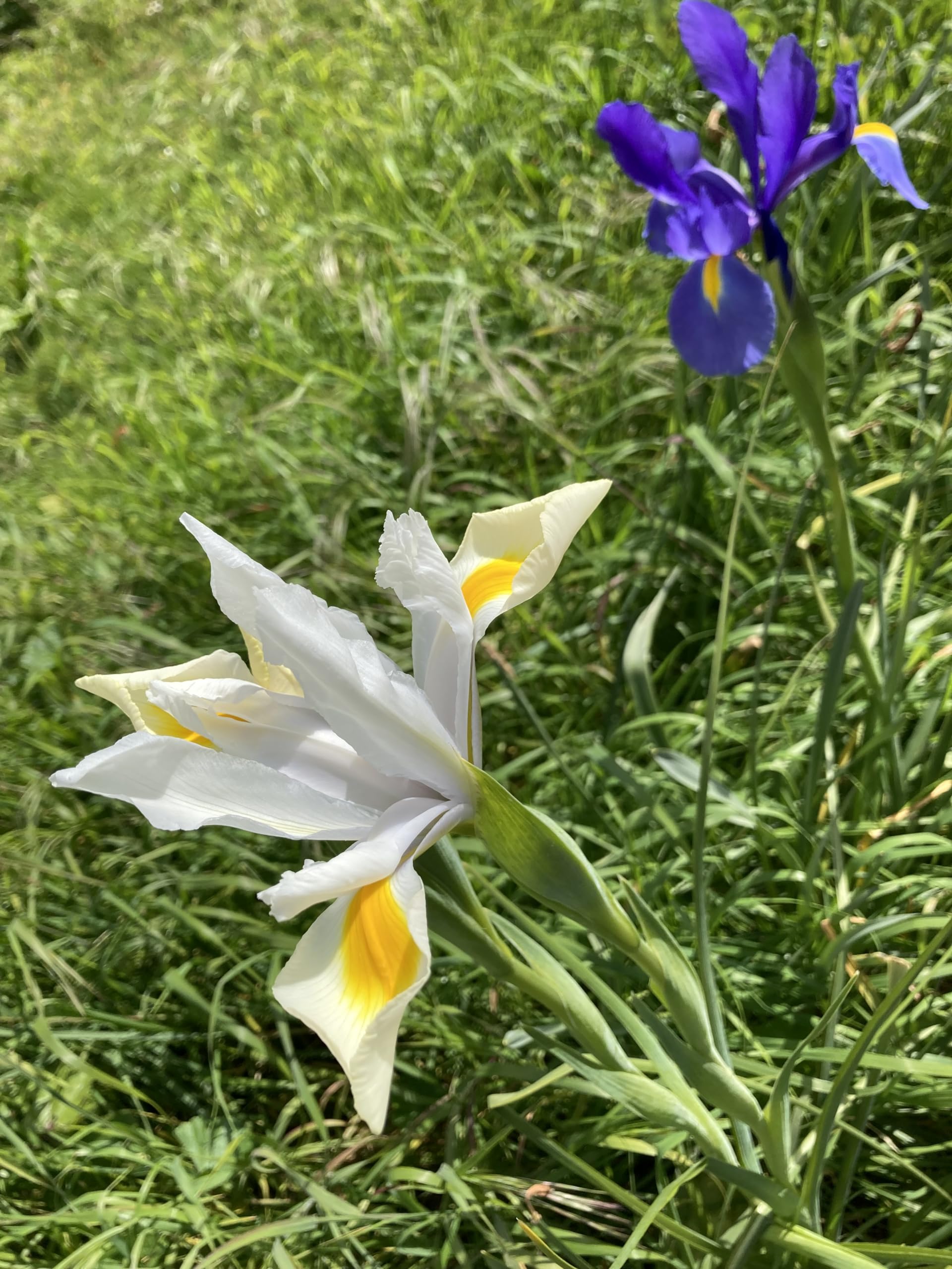 5 Bulbs of Dutch Iris (Mixed Varieties) Includes Postage