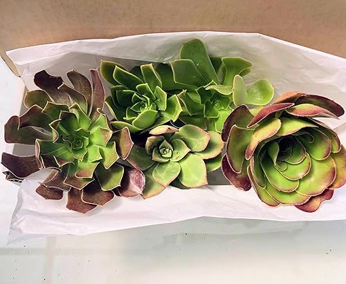 Miniatura 3 de Blissful - 5 cortes de eonio surtidos de entre 2 a 6 pulgadas de diámetro, fácil crecimiento, regalos de bodafiestaregalo, no repetido, único