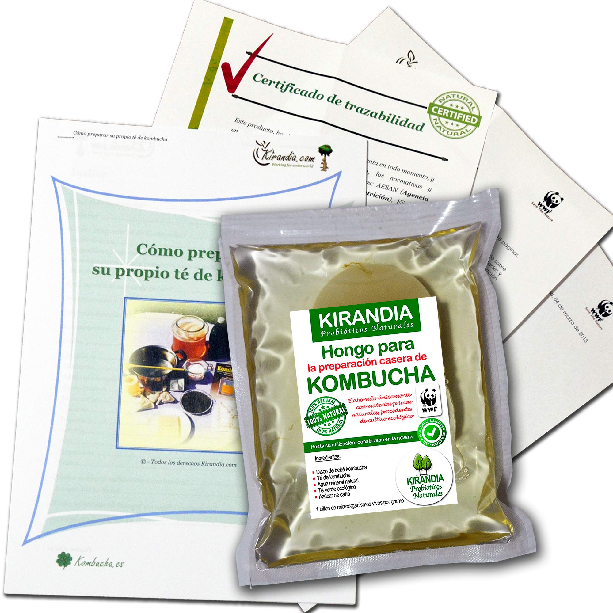 Baby KOMBUCHA FRESCO, SCOBY KOMBUCHA - Con Registro Sanitario (RGSEAA) - Crea il Tuo Tè Biologico Kombucha a Casa