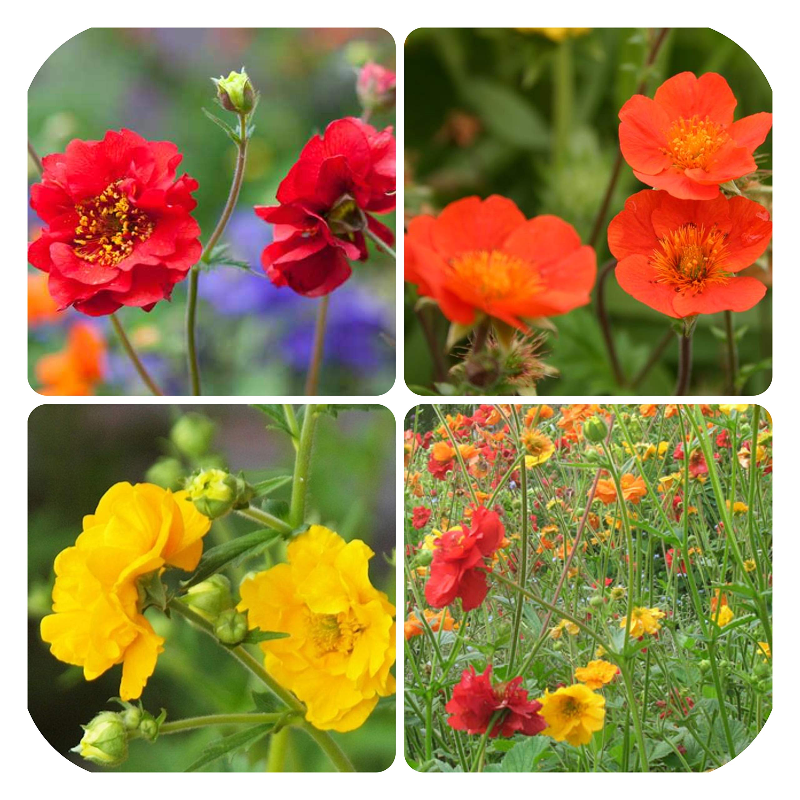 Geum Yellow Red Orange Mix x 6 Plug Plants Hardy Perennials