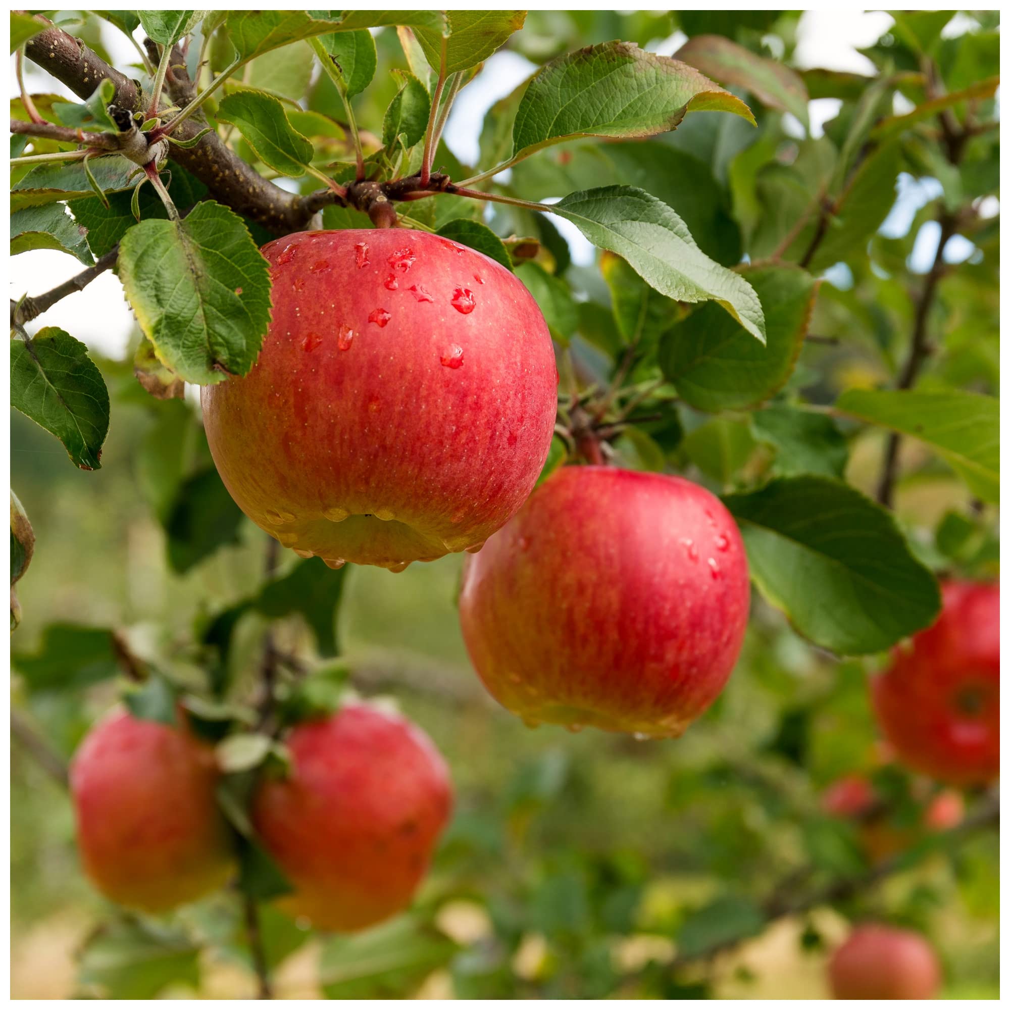 Dwarf Patio Beauty of Bath' Apple Tree in 5L Pot, Miniature Tree, Ready to Fruit Mild,Sharp & Sweet 3fatpigsยฎ