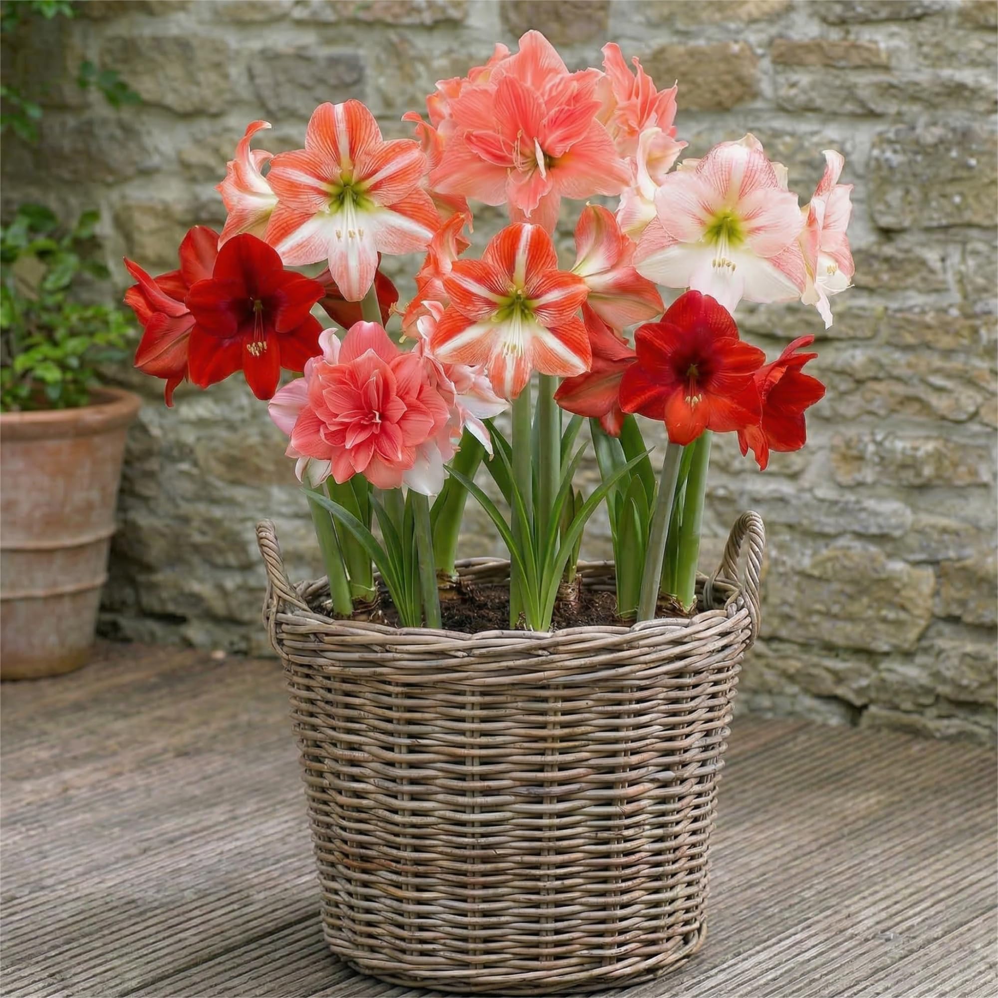 Kolekcja Amaryllis Surprise (10 cebulek) w dużym rozmiarze 26/30, Ekskluzywne rośliny cebulowe i kwiaty z Holandii, Prawdziwe cebulki Hippeastrum (bez nasion, wosku, nie sztuczne)