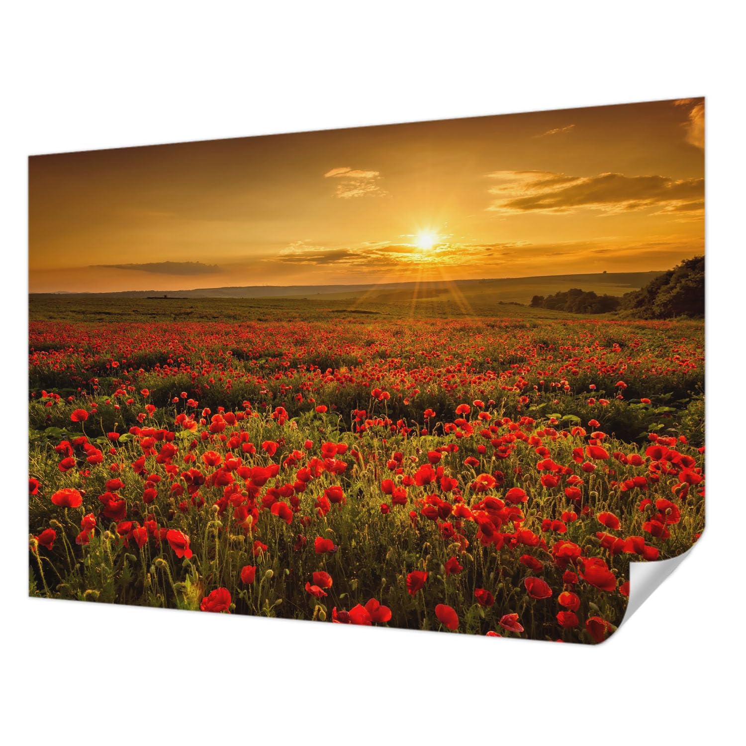 Papier peint autocollant champ de pavots 312x219 cm Tulup