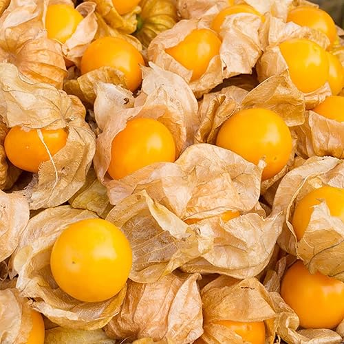 Miniatura 2 de QAUZUY GARDEN 450 semillas de grosella espinosa del cabo (cereza peruanaPhysalis peruviana) Goldenberry, semillas de frutas de reliquia sin OMG,