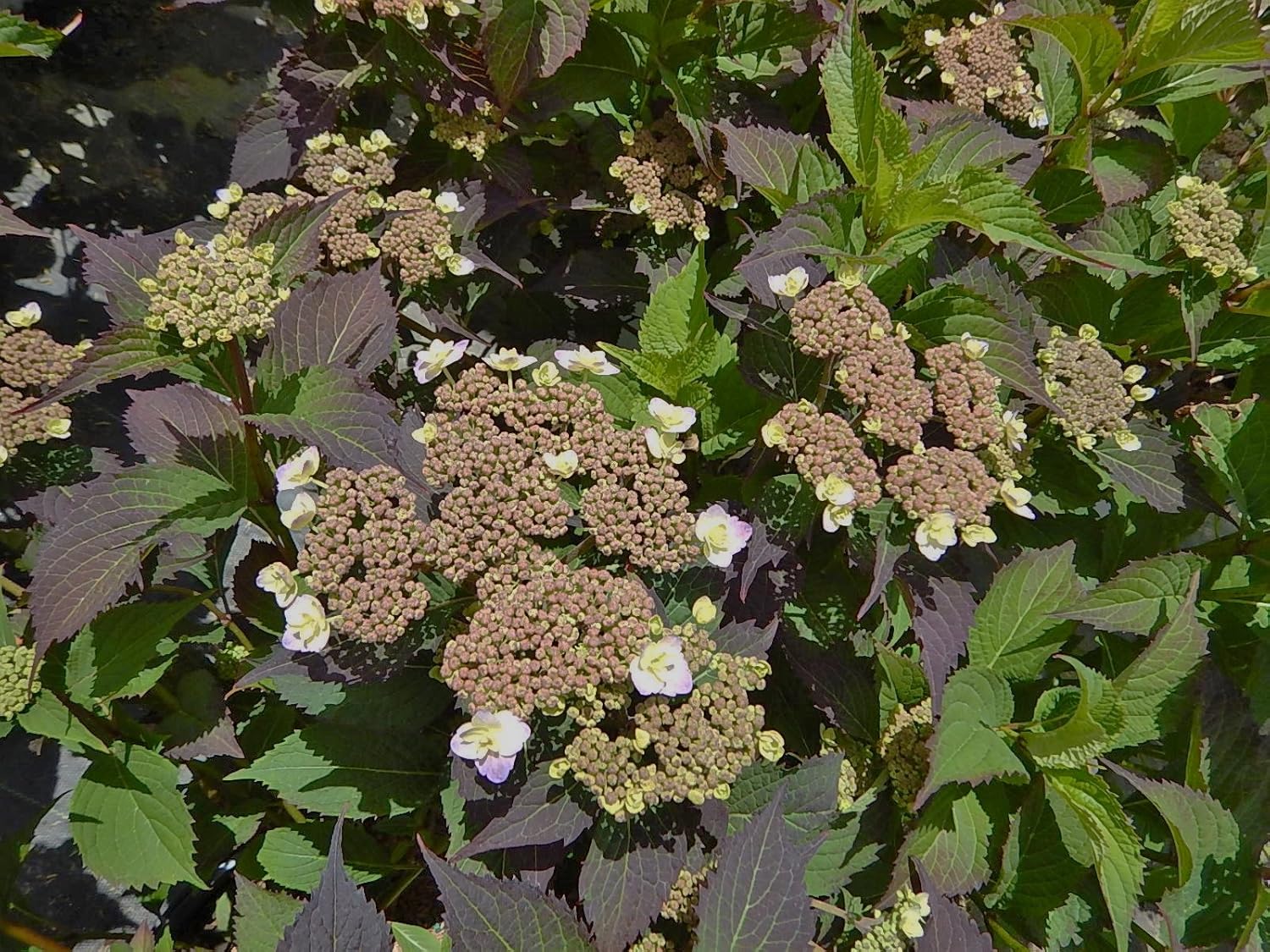 Proven Winners - Hydrangea serrata Tuff Stuff (Mountain Hydrangea) Shrub, pink/blue, #3 - Size Container