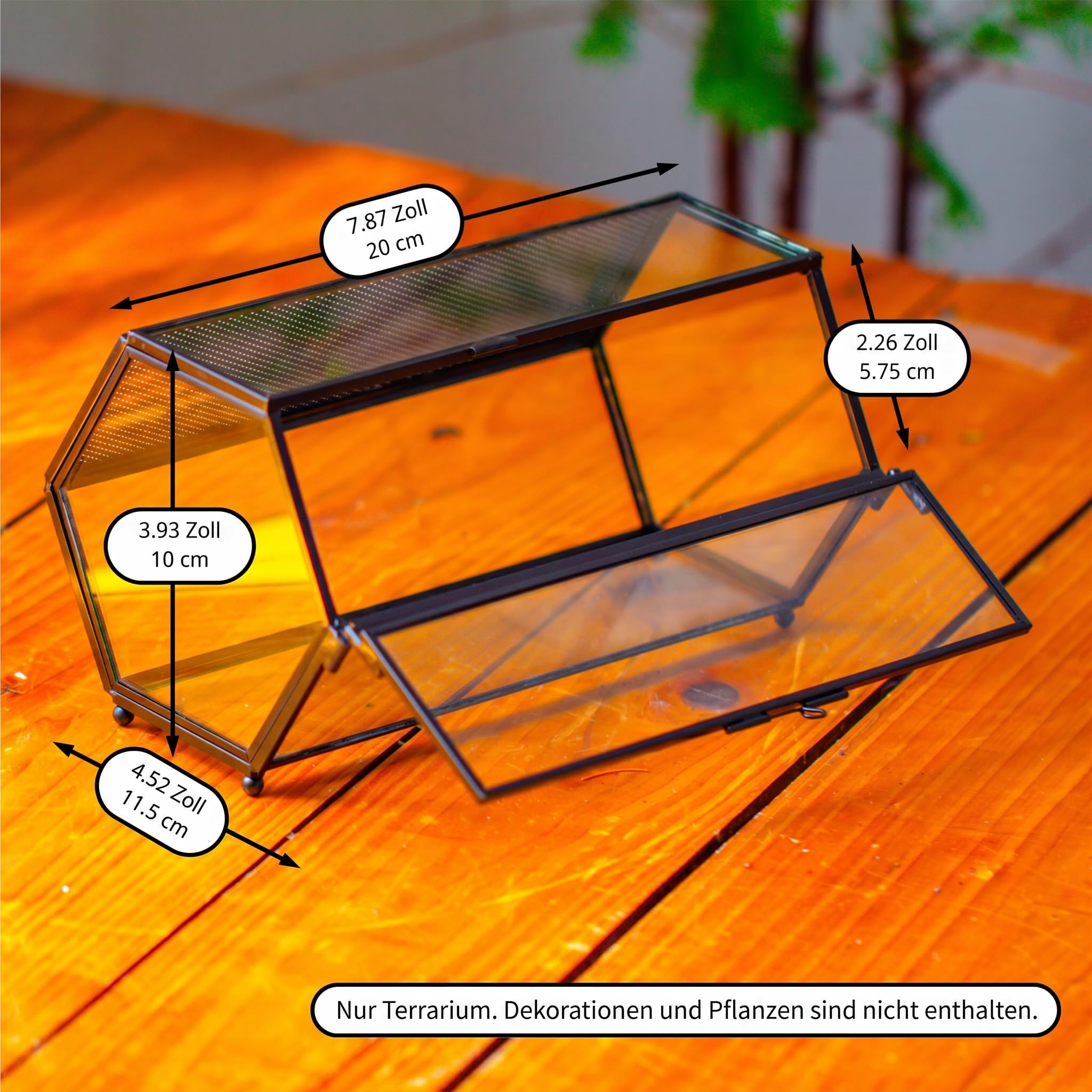 NCYP 20x11,5 x10 cm Mini Glasgehege mit Netz und Tür für springende Spinnen, Kleiner Insekten, Lebensraum sechseckiges Sukkulenten Terrarium, Schwarz Innendekoration (Ohne Pflanzen)