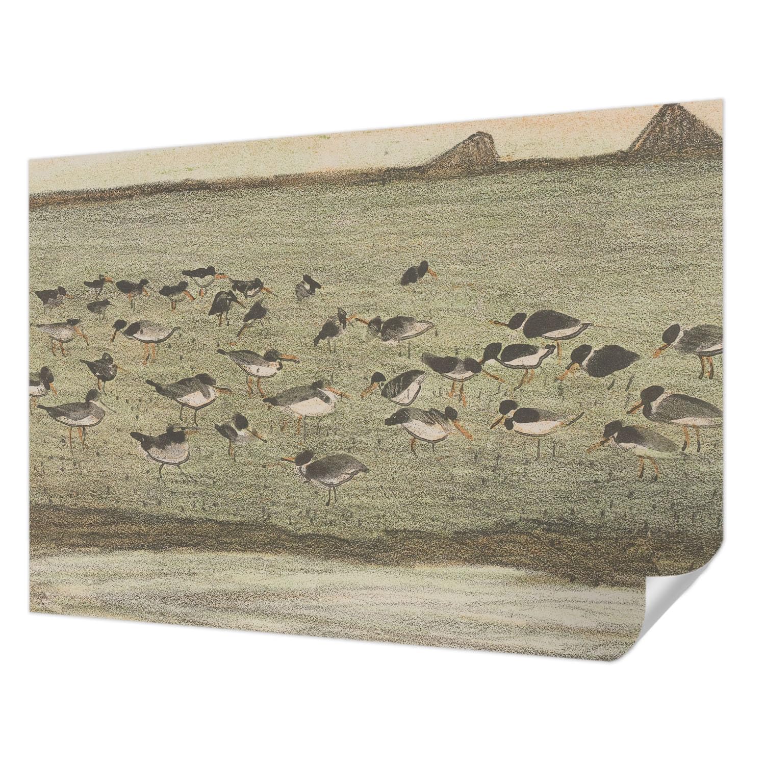Papier peint photo autocollant 312x219 cm - La paix des oiseaux