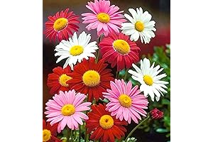 Pyrethrum Tanacetum Chrysanthemum Flower Seeds - Pink
