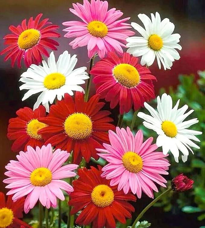 Overall, Pyrethrum daisies are a versatile and decorative plant that can enhance the beauty of any outdoor space. Their strong aroma, drought tolerance, and attractive blooms make them a popular choice for gardeners looking to add a touch of color and fragrance to their beds and borders. Consider adding Pyrethrum daisy seeds to your garden for a beautiful and low-maintenance addition that will reward you with showy flowers year after year. Description by ChatGPT.