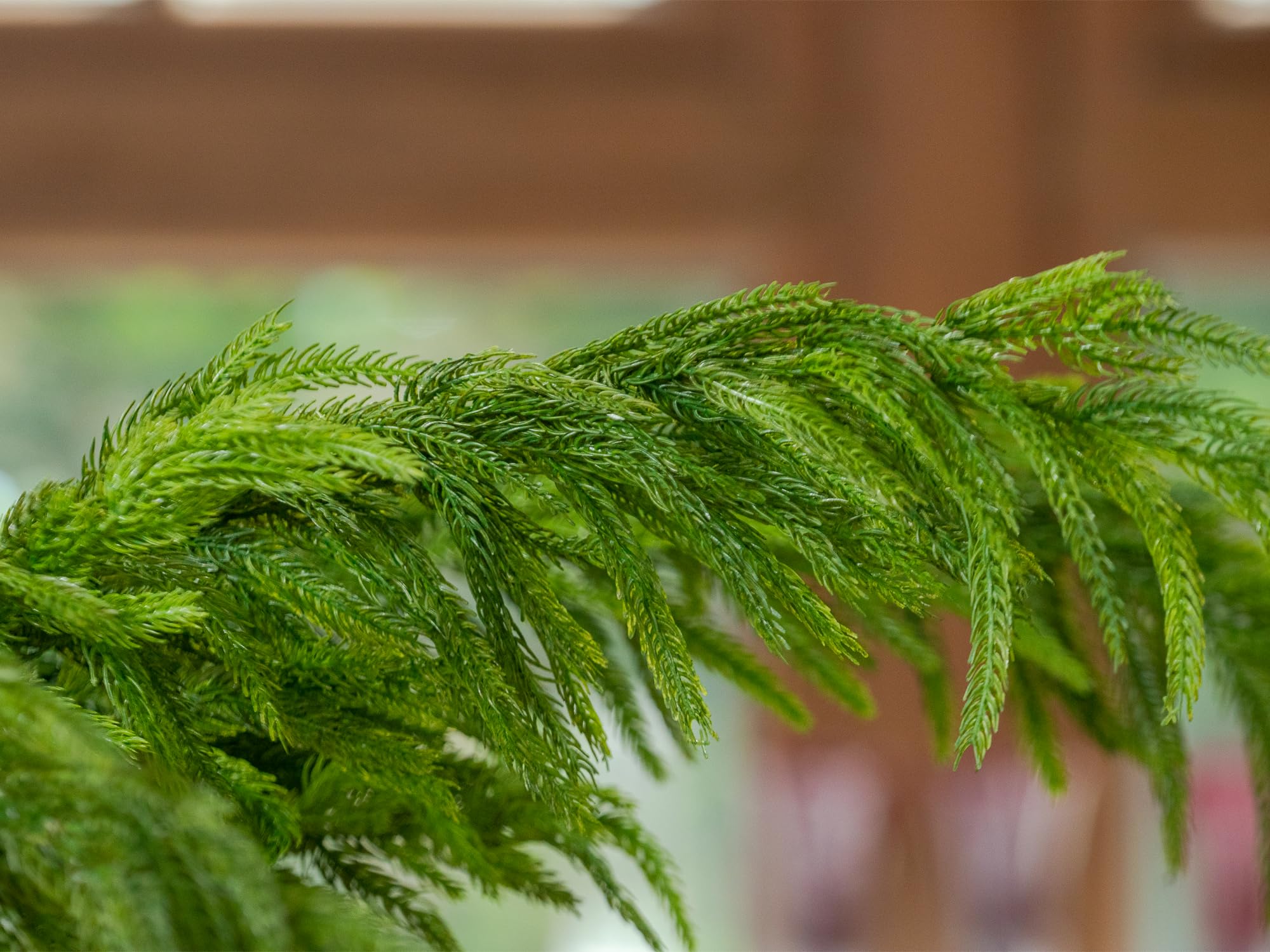 Norfolk Tannenstiele, fühlt sich echt an, 99,1 cm, Weihnachtsgrüne, Tannenzweige für DIY-Girlande, Kranz, Haus, Garten, Innen- und Außenbereich, Weihnachtsdekoration, 6 Stück