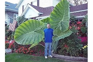 Colocasia Gigantea Thailand Giant - Leucocasia Elephant Ear Aroid