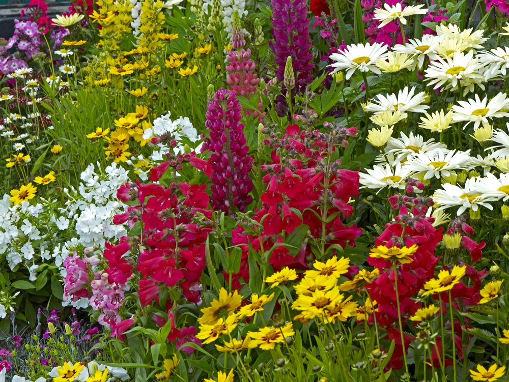 Cottage Garden Seeds Collection, 3000 Mixed Seeds,