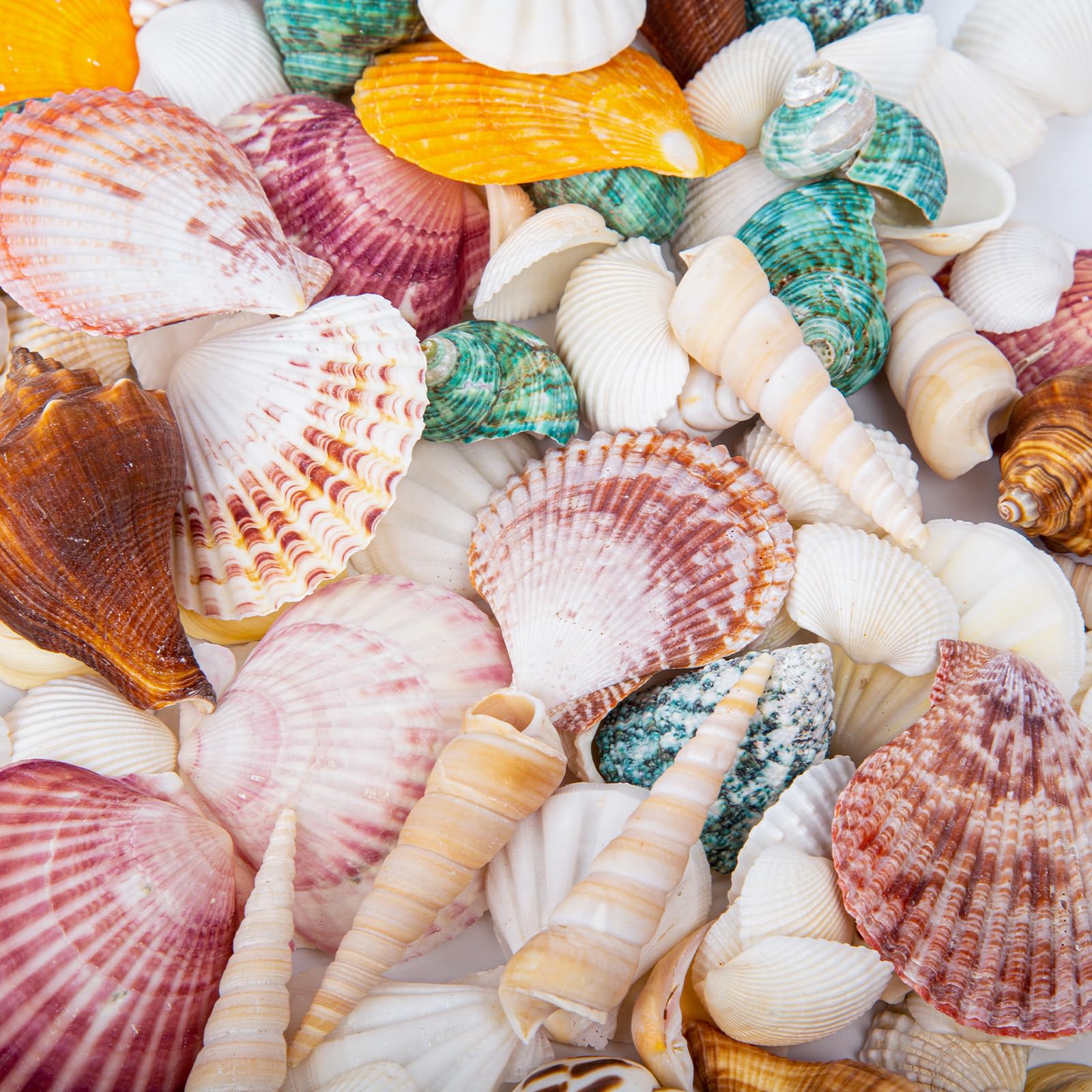 Amazon.com: QEQEKAKA Sea Shells for Crafts - About 12 Kinds Beach Amazon.com: QEQEKAKA Sea Shells for Crafts - About 12 Kinds Beach