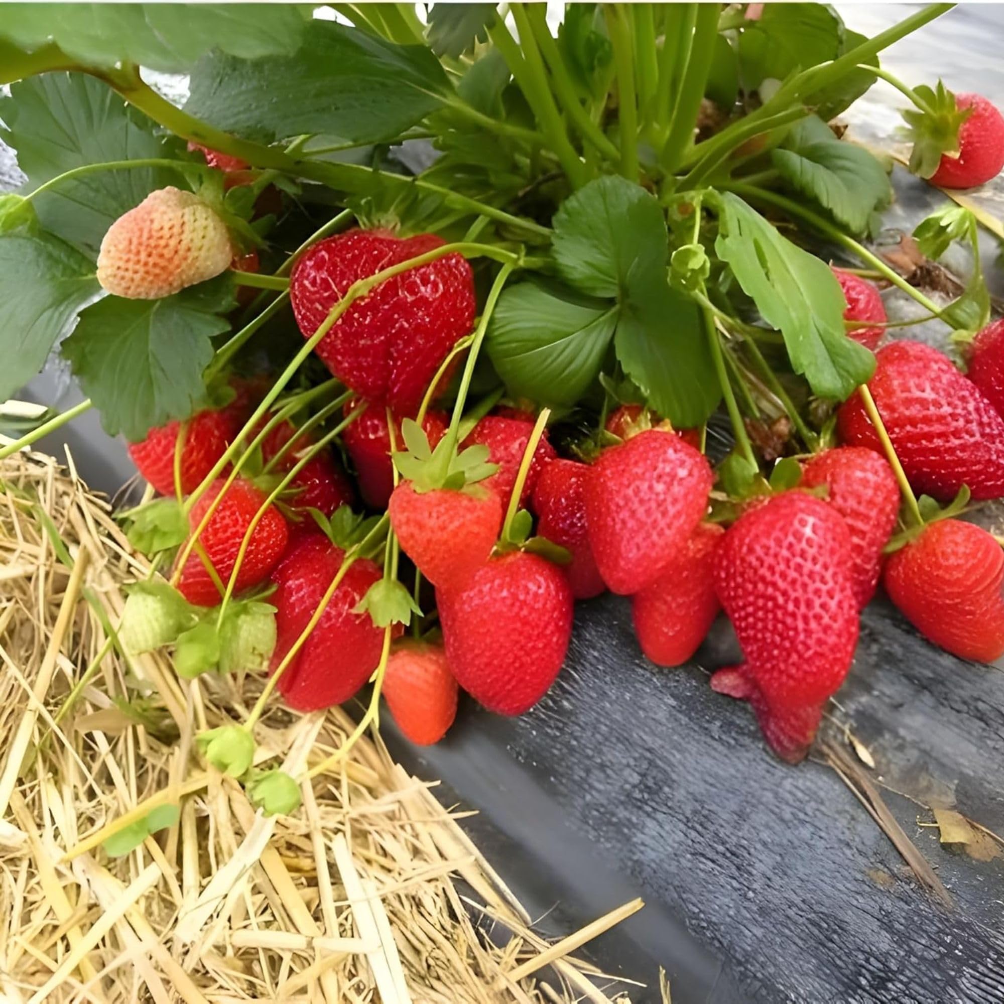 Guruji Plantation Strawberry (Fragaria × ananassa) Fruit Plant – 6