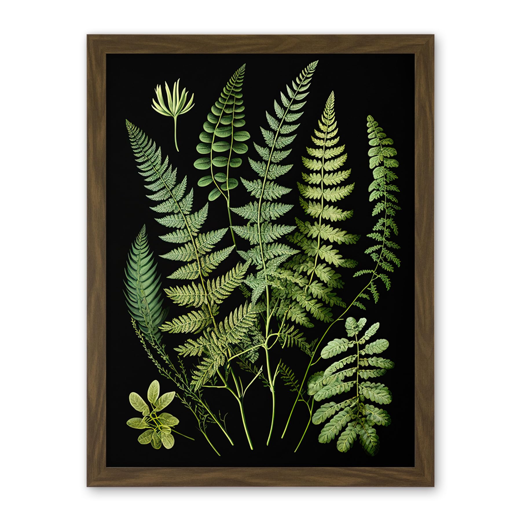 Artery8 Fern Fronds Detailed Leaves Botanical Illustration Artwork Framed Wall Art Print 18X24 Inch