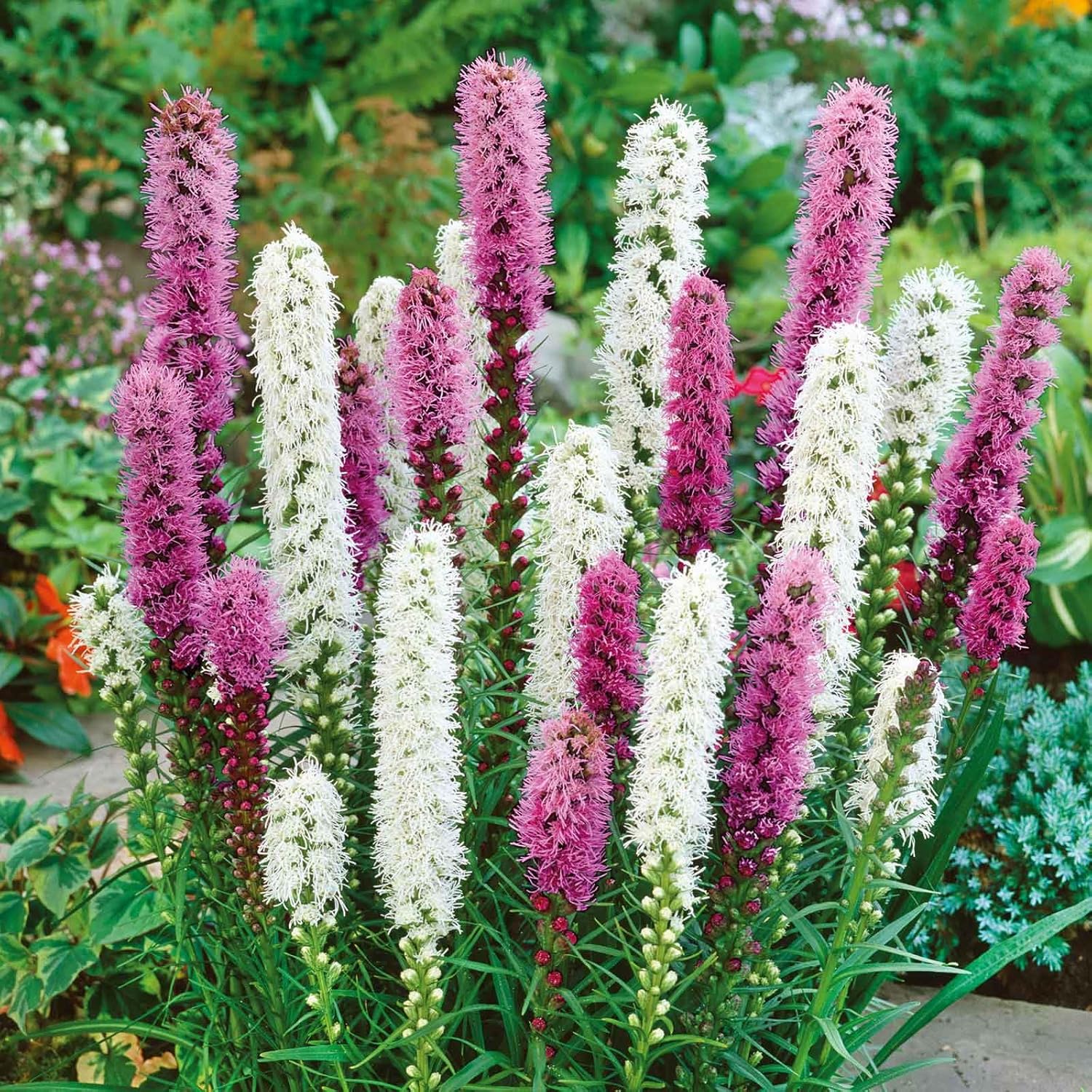 Eden Brothers Liatris spicata/Blazing Star - Blue