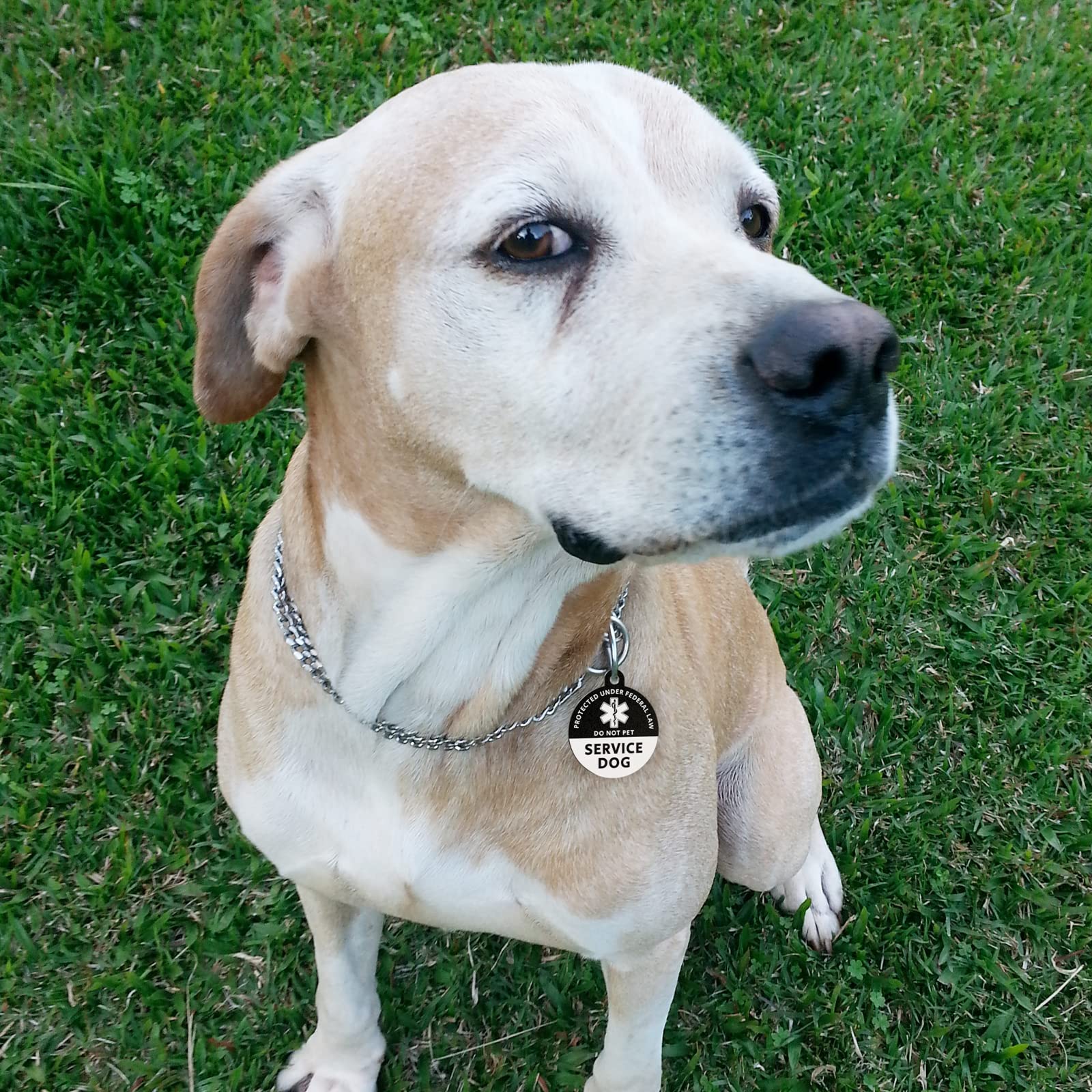 MYLUCKYTAG Médaille d'identification d'animal de service avec code QR | Profil en ligne et e-mail d'alerte de localisation | pour collier de chiens et chats