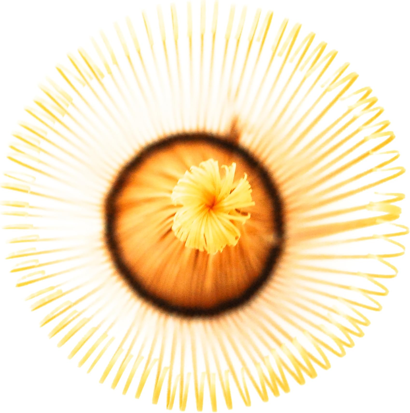 Matcha Tea Whisk/Chasen/Bamboo Whisk - 120 Prong - Product of Korea