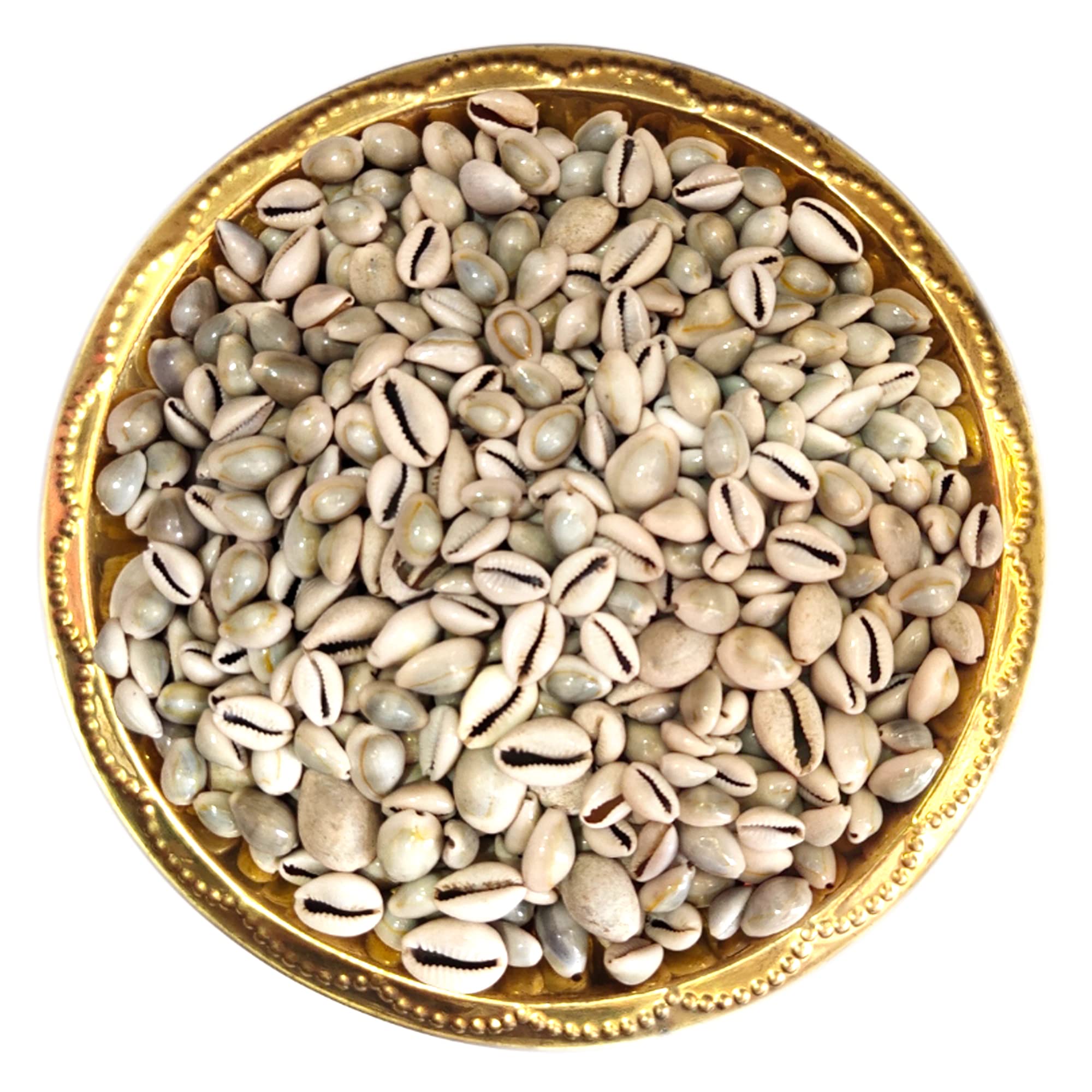 Cowrie Kawadi Shells !! Yellow kawadi !! Kuber Kowri !! Dhanlaxmi kawadi !! Lakshmi White Kauri !! Kaudi !! Cowrie !! Gavvalu !! Small Size 11 Pice (Yellow)