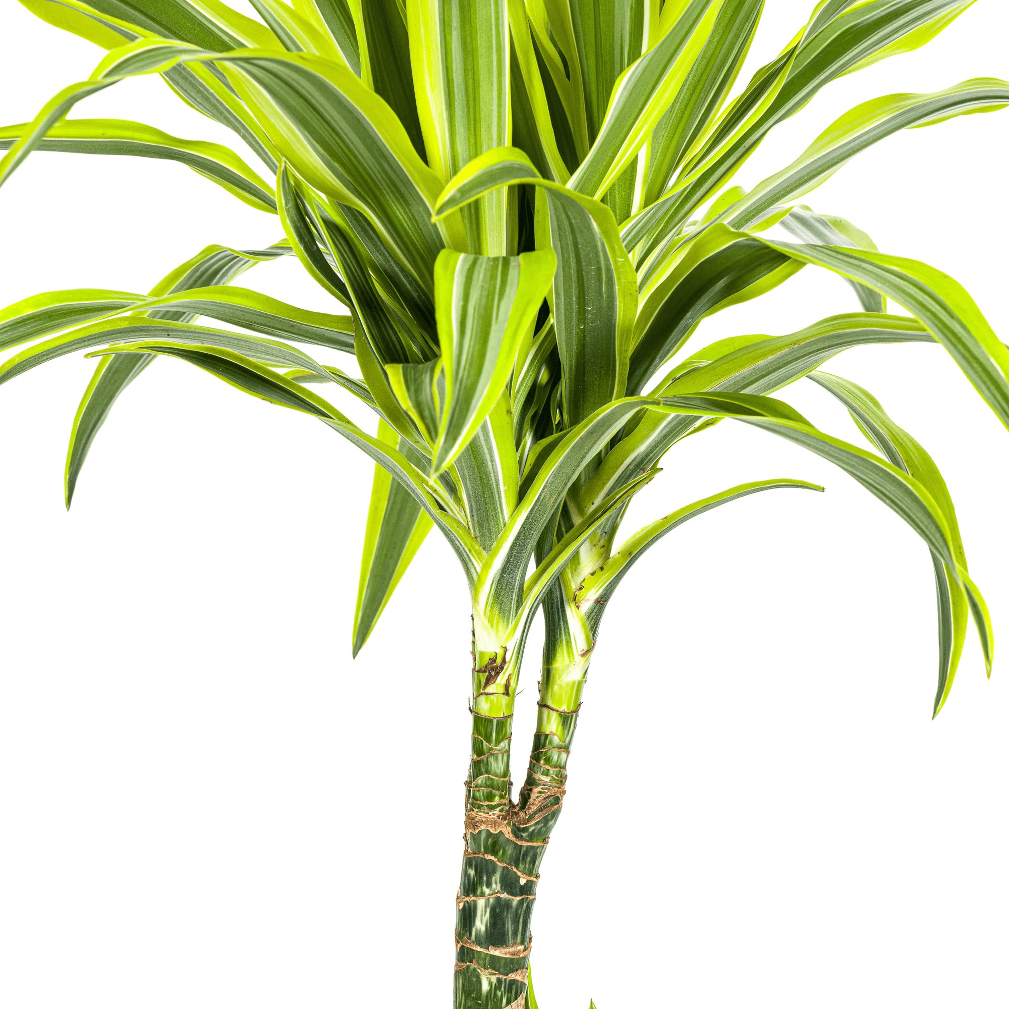 Drachenbaum Dracaena Deremensis Lemon Lime – Zimmerpflanze – Ø21cm – 90-110cm hoch – Schlanke grüne Blätter mit hellgrünem Rand