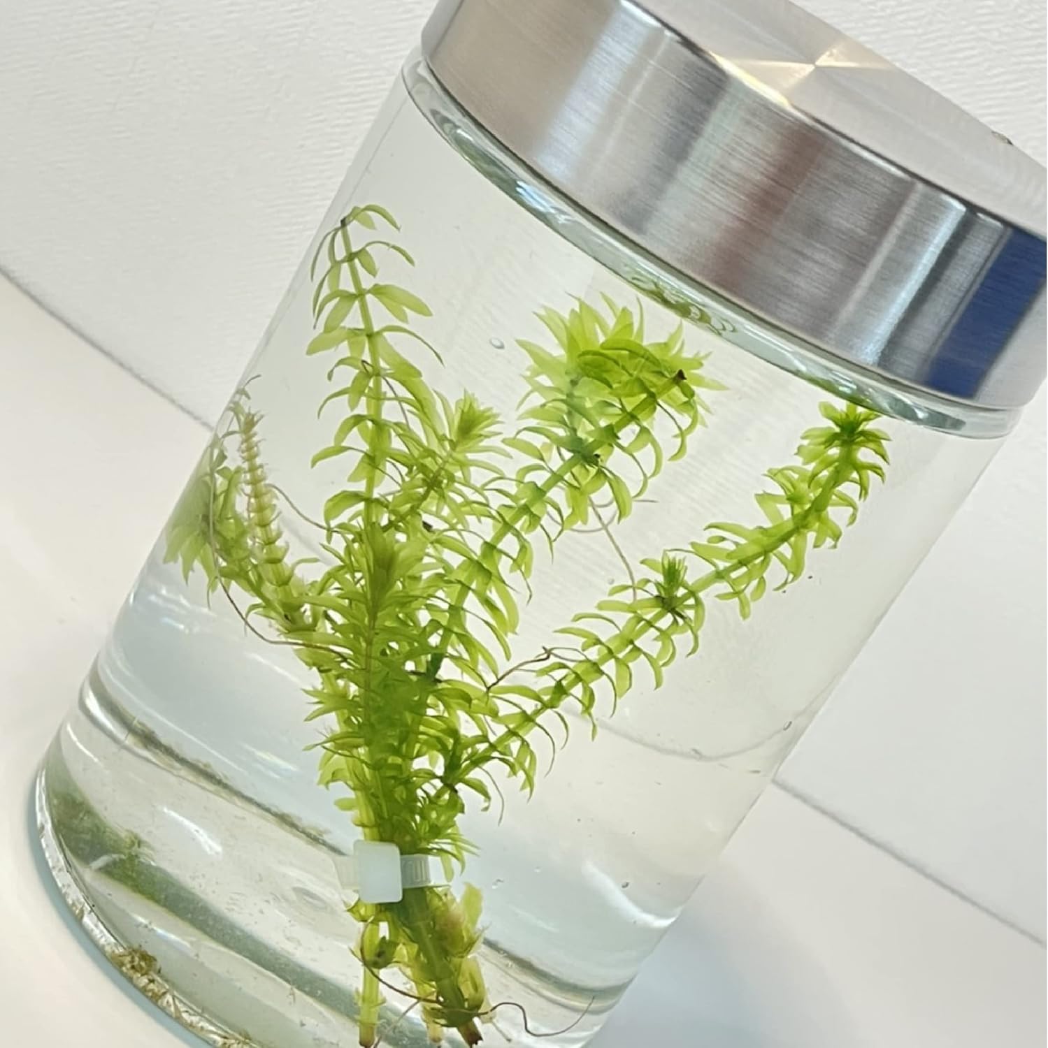 アナカリス 5本 国産無農薬 水草 後景草 中景草 金魚藻 オオカナダモ
