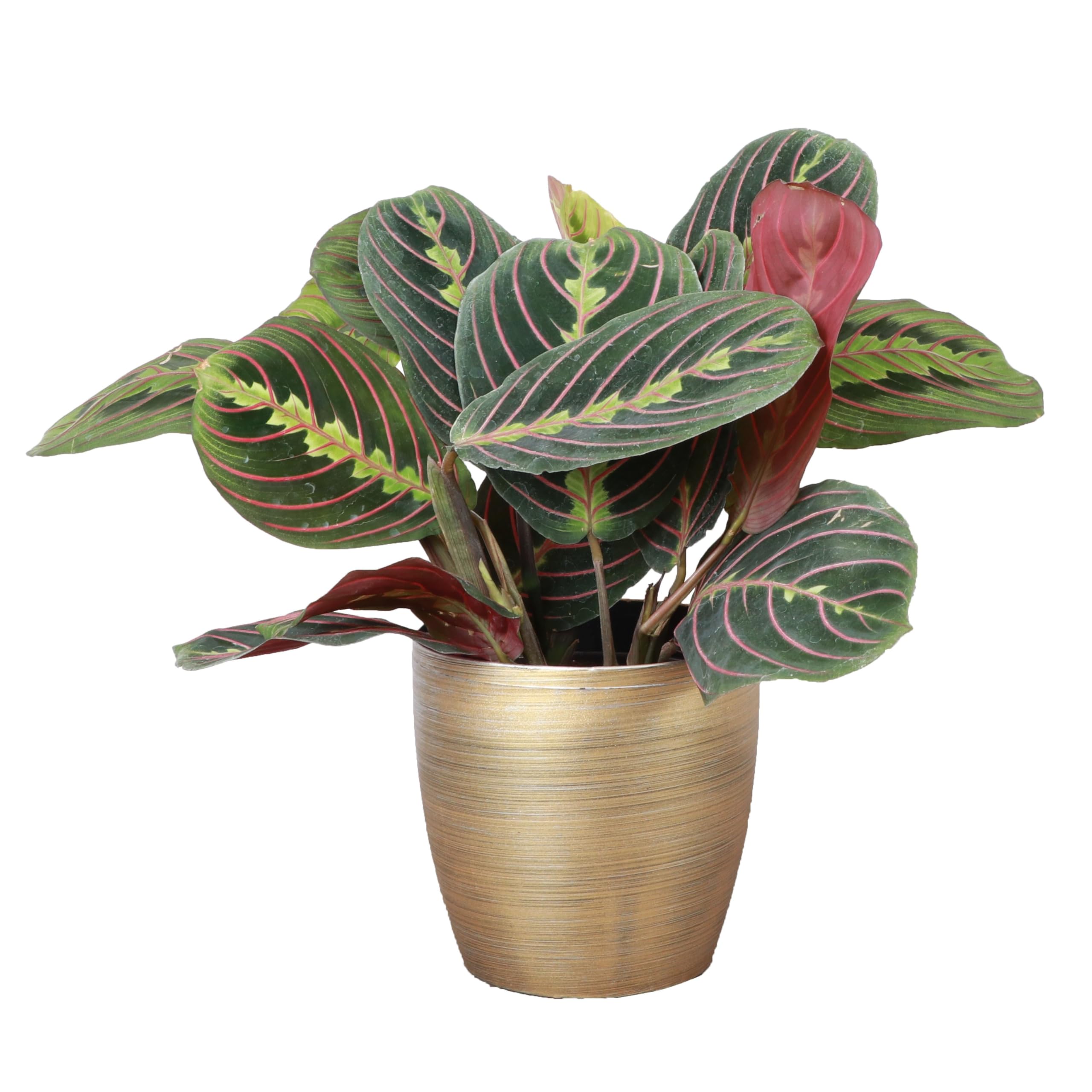 Thorsens Greenhouse Red Prayer Plant