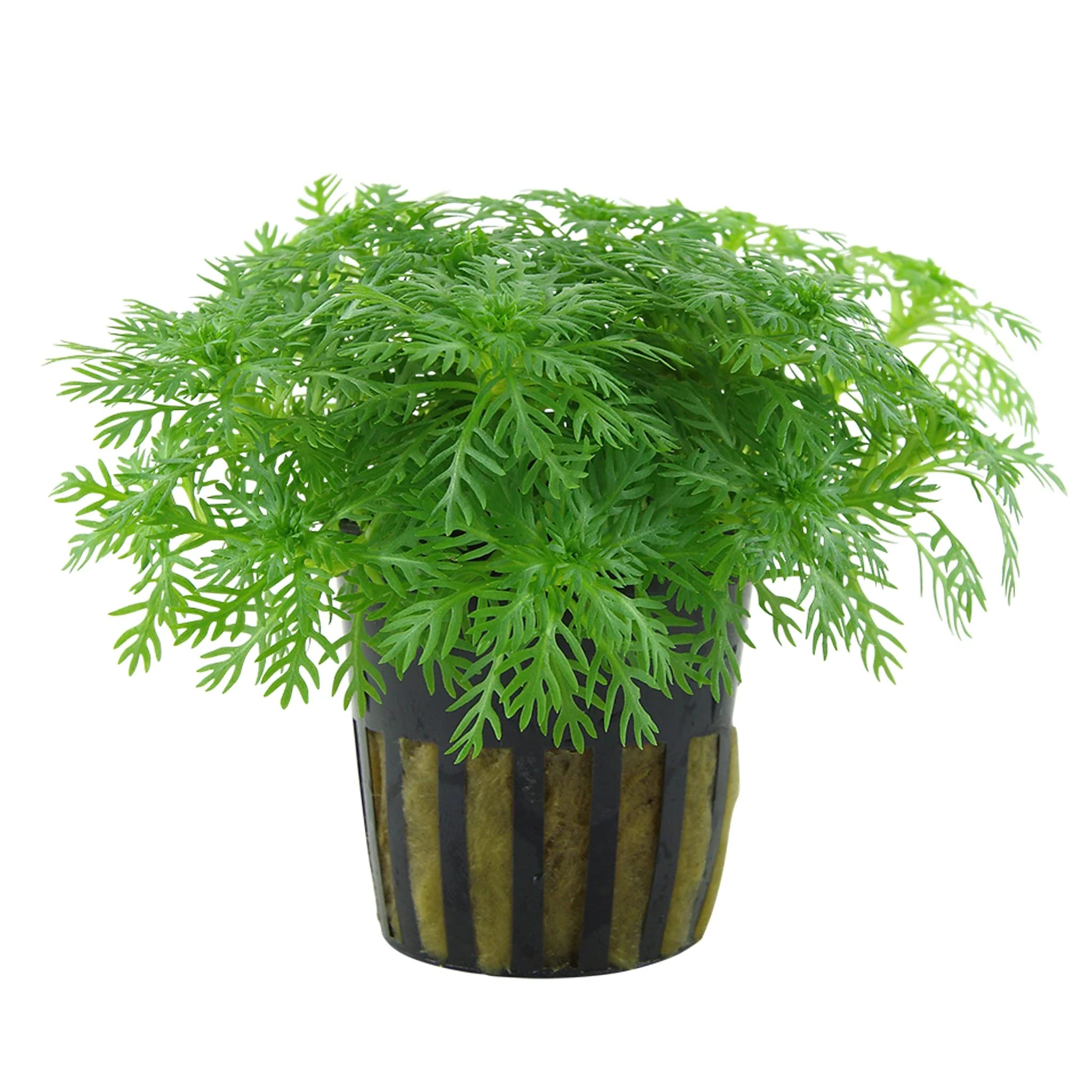 Aqua Essentials Hottonia palustris