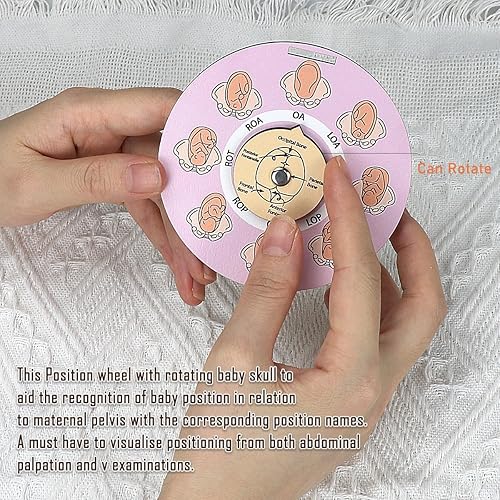 Miniatura 2 de Herramienta de posición fetal de partera, rueda de posición fetal para estudiantes, matrona, doctora, Doula, herramientas educativas para el parto,