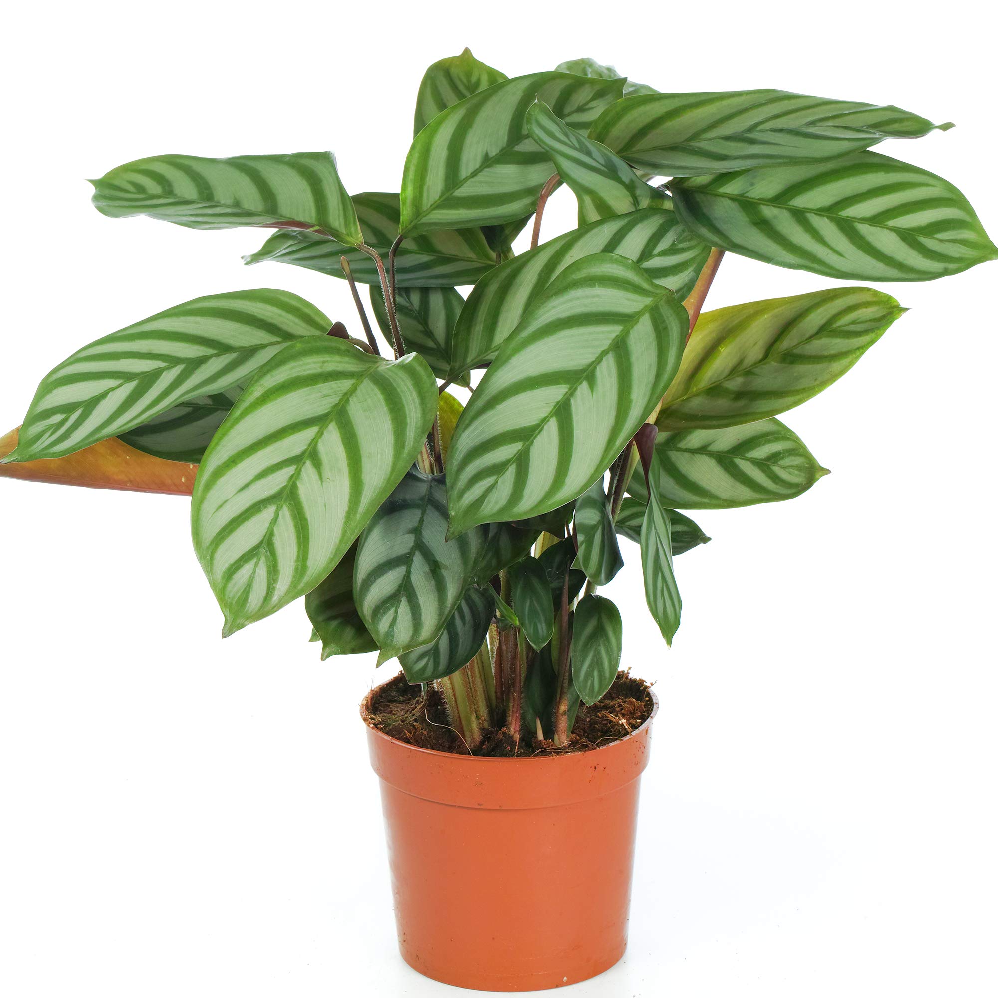 Calathea Compact Star Zimmerpflanze frs Zuhause oder das Bro : Amazon.de:  Garten