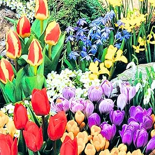 Flower Bulbs for Fall Planting, Top-Size Bulbs with 5 Varieties for Colo...