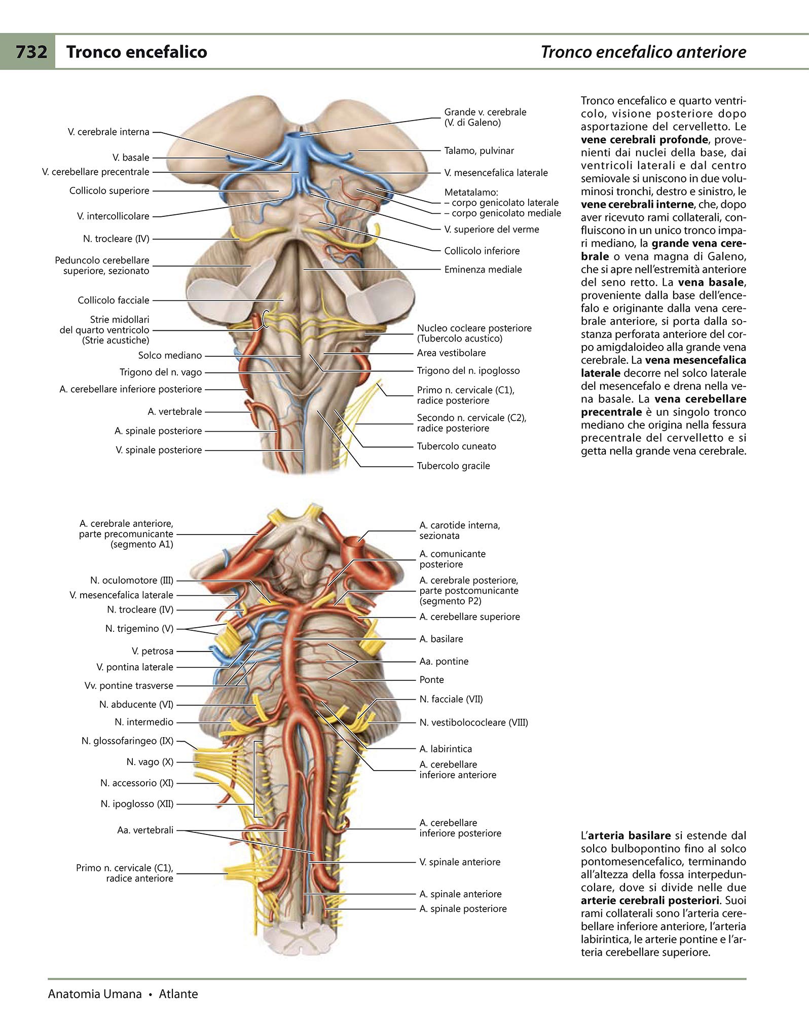 Anatomia umana. Atlante