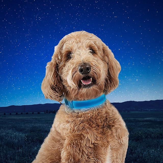 Foto 5 de 7 de Nite Ize NiteDog - Collar LED Recargable, Collar de Perro con luz Recargable por USB con Hebilla de Metal…