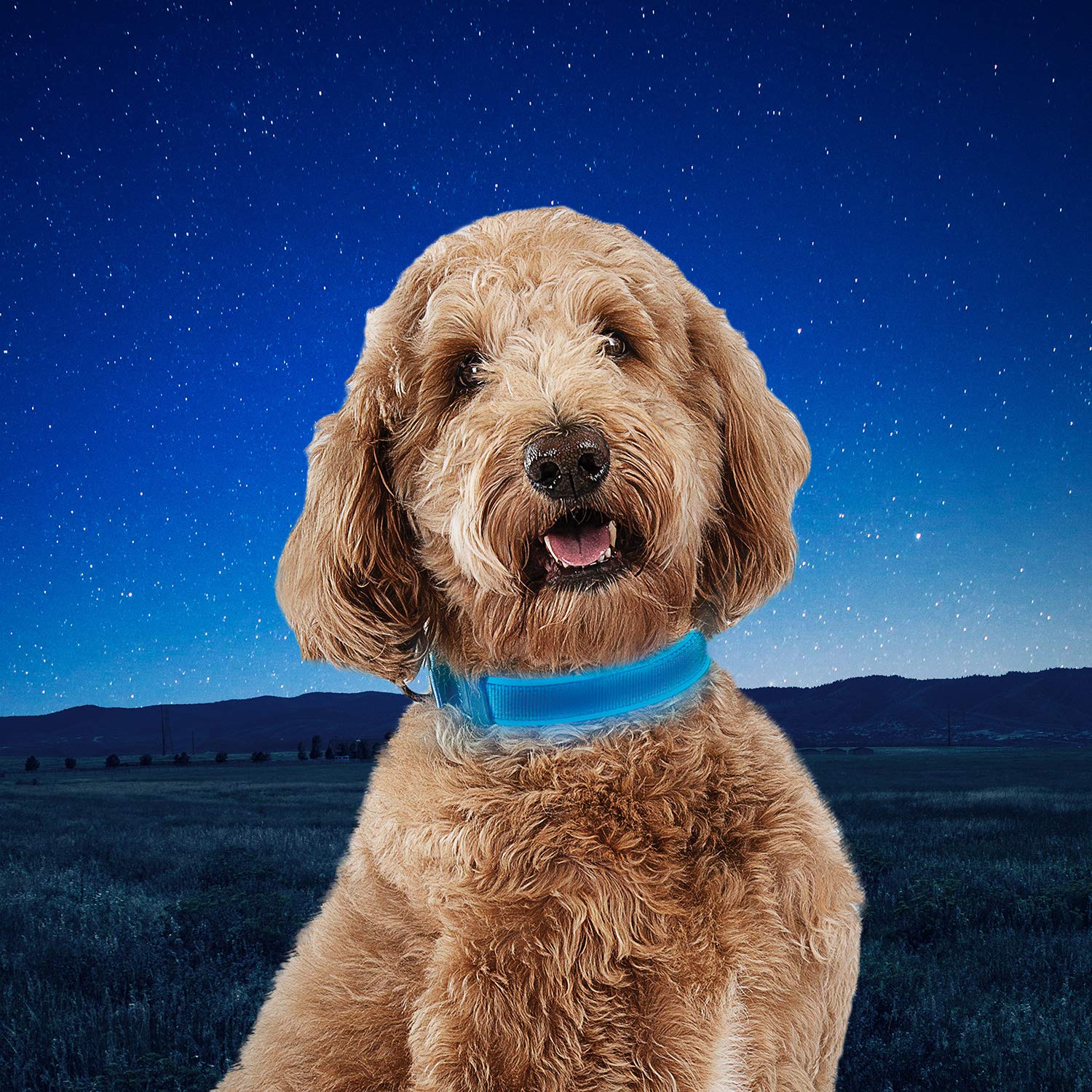 Nite Ize NiteDog, collare per cani ricaricabile a LED, ricaricabile tramite USB, con fibbia in metallo, impermeabile, blu