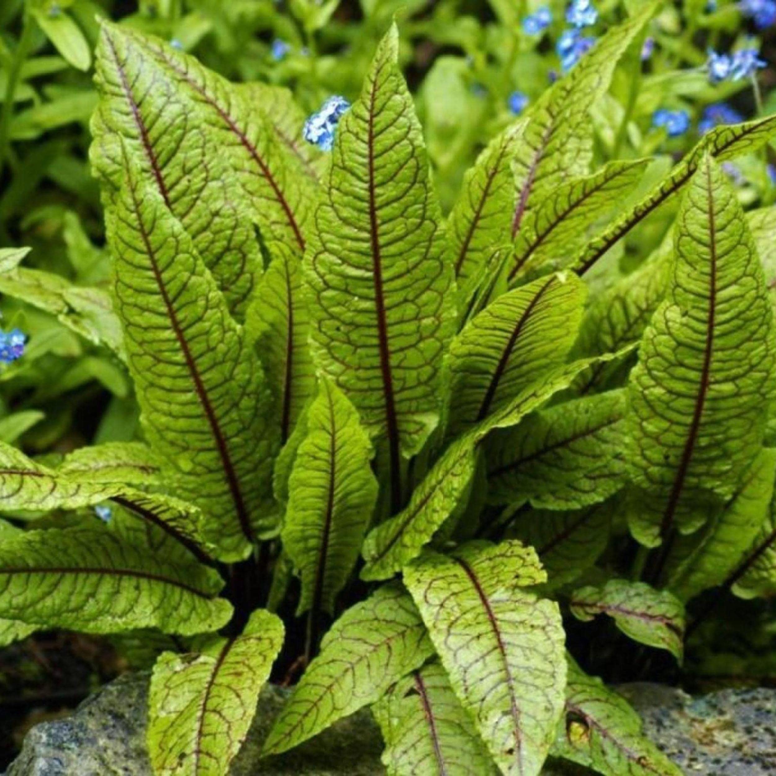 Chalily Live Bloody Dock Pond Plant