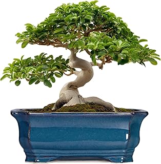 Bonsai Large Retro Blue Ceramic Succulent Planter