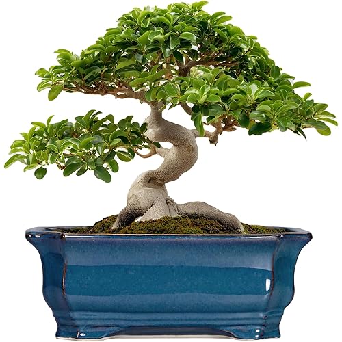 Bonsai Tree Pot - 13.7 Inch Large Ceramic Succulent Planter for Indoor Outdoor, Rectangle Plant Pot with Drainage Hole, Decorative Flower Pots, Home Decor, Gifts for Plant Lovers, Retro Blue