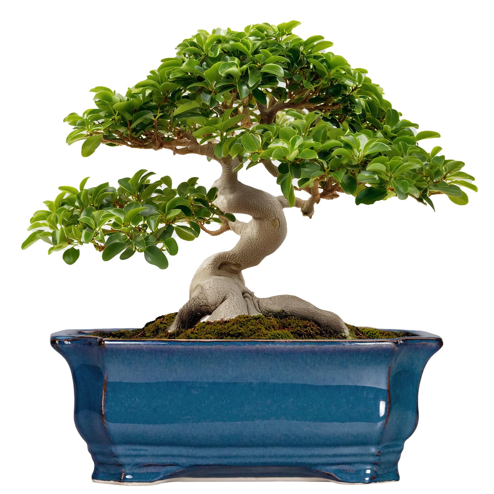 Teagas Large Ceramic Bonsai Pot