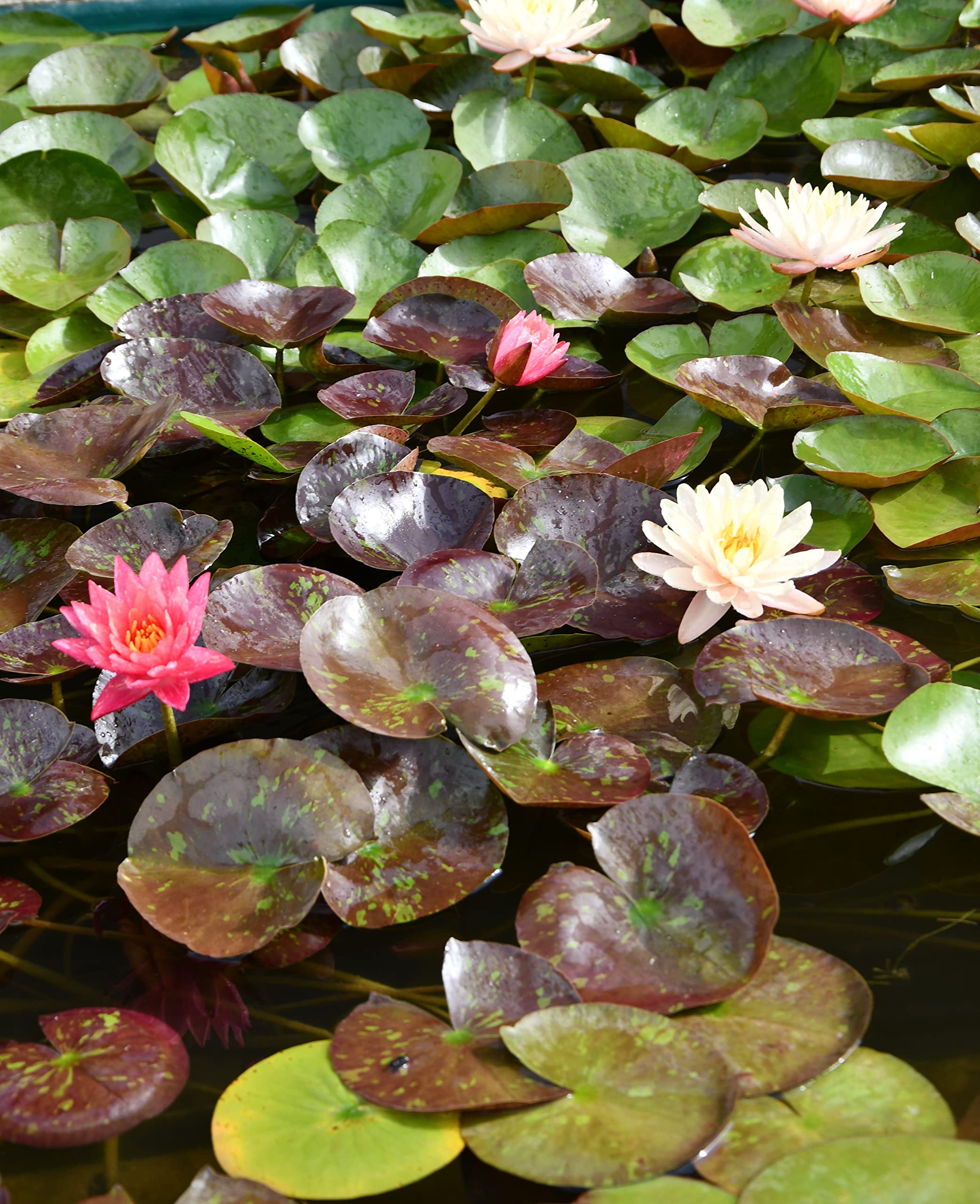 Pianta di Ninfea Rosa con vaso, da inserire in laghetti o stagni Fioritura da maggio ad ottobre