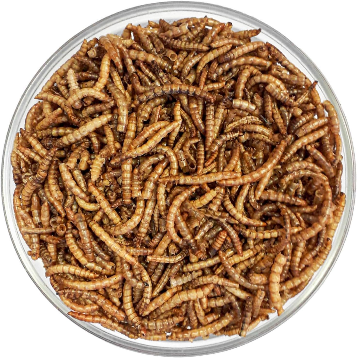 Agrarzone Camole della farina essiccate 1 kg - Snack premium, naturale e ricco di proteine - Per uccelli, pesci, roditori, ricci e rettili - Confezionate a mano con cura in Austria