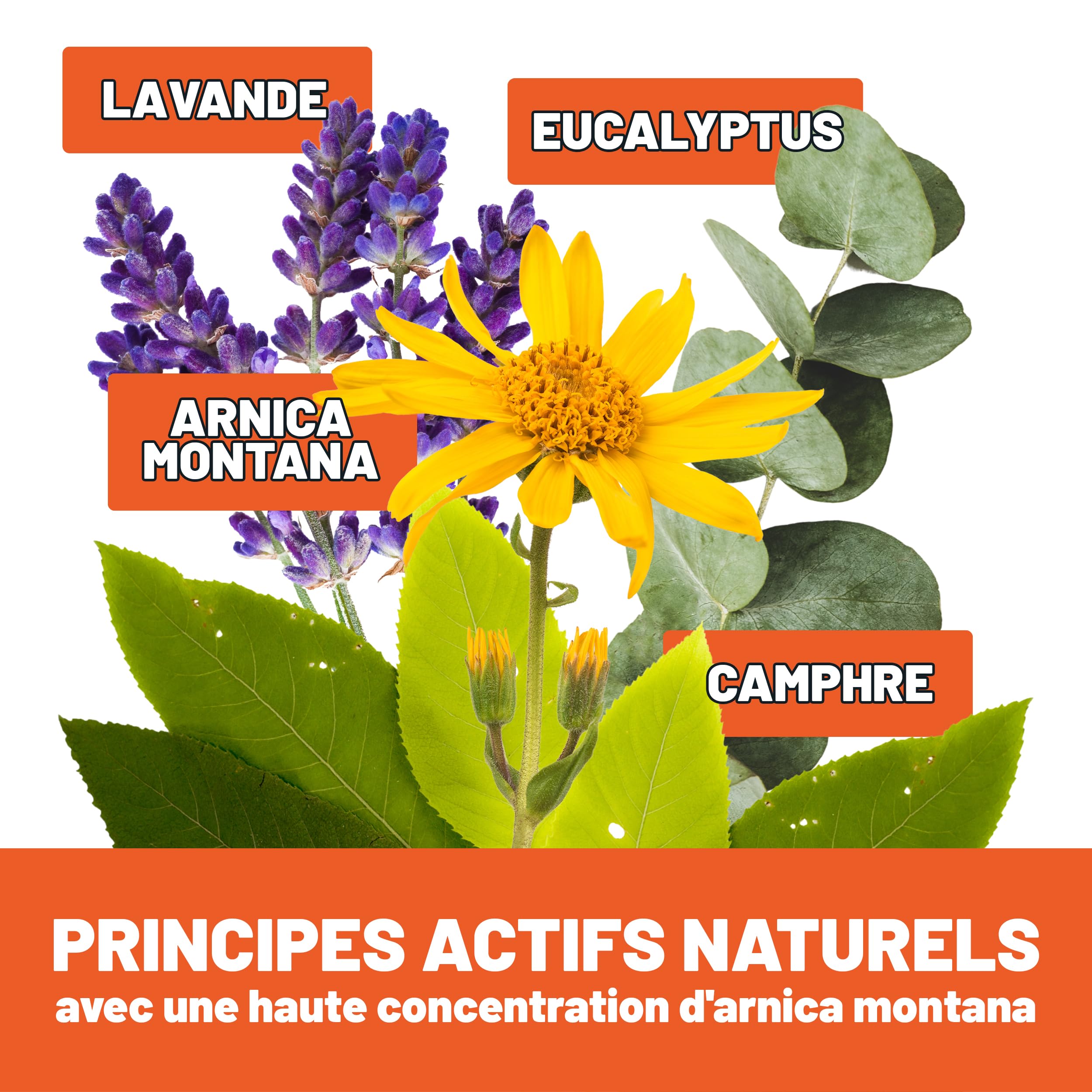Huile Arnica Très Forte pour Massages Relaxants et Décontracturants, Huile Idéale pour les Tensions Musculaires et les Sportifs avec Camphre Réchauffant, Lavande et Eucalyptus, 250 ml - FITOATTIVI