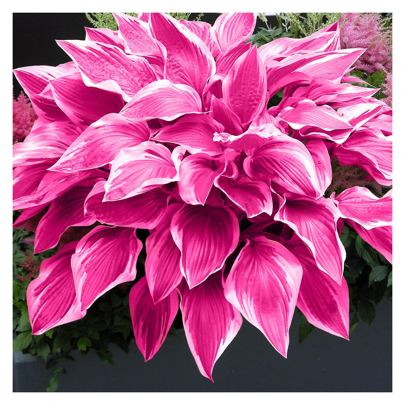Hosta Seeds - 100 Pink Hosta Plants in Outdoor& Indoor Seed Attract Pollinators Perennial Bonsai Decoration