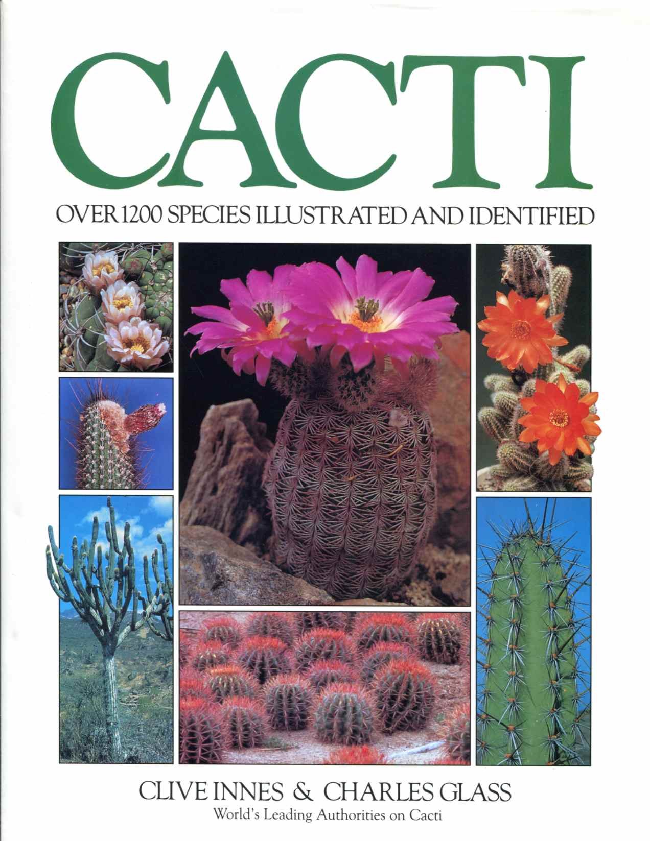 Cacti | Amazon.com.br