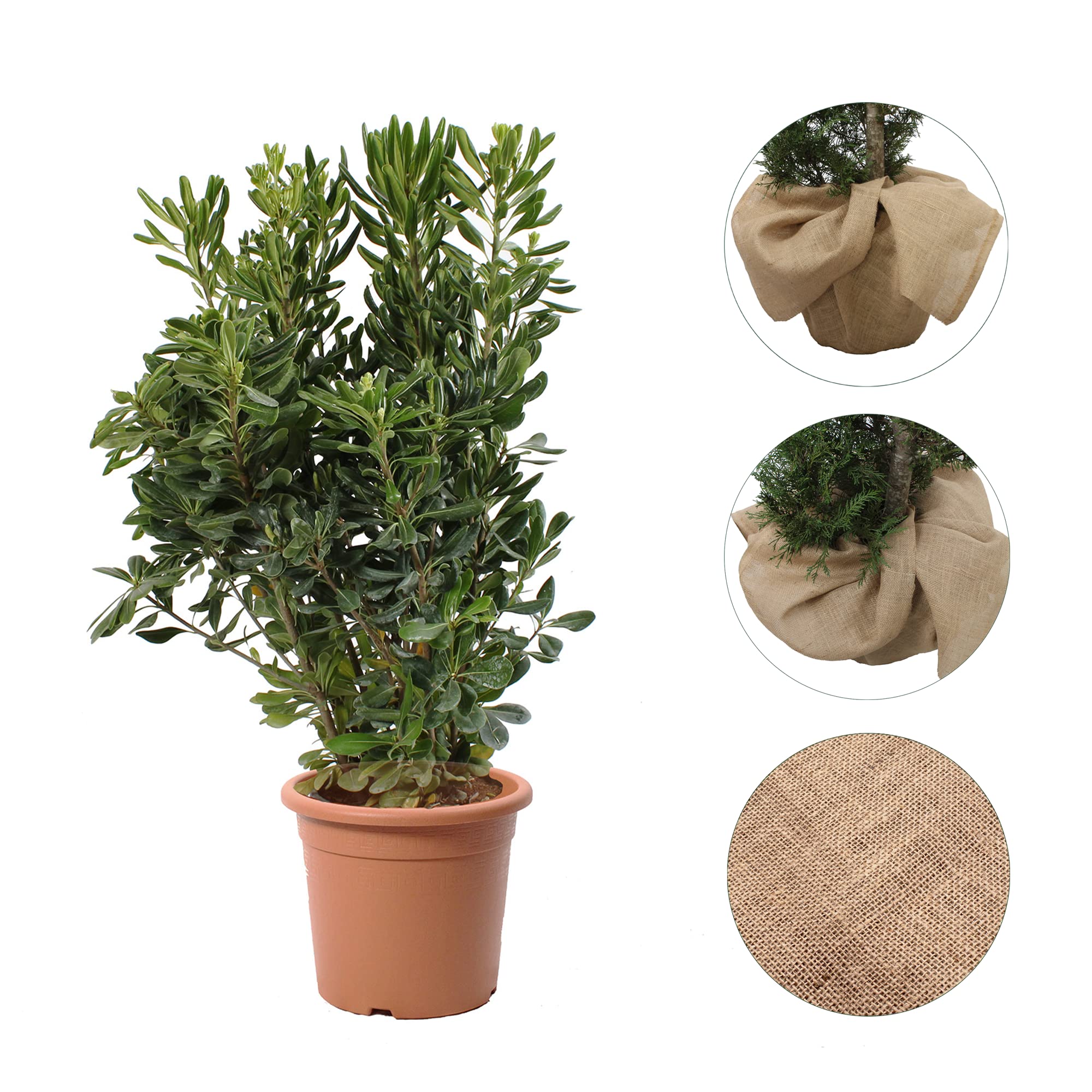 KENTIS - Pittosporum Tobira con Decorazione Vaso in Juta - Pittosporo - Piante da Siepe Vere Sempreverdi - Pianta da Esterno Giardino Perenne - H 80-100 cm Vaso Ø 24 cm