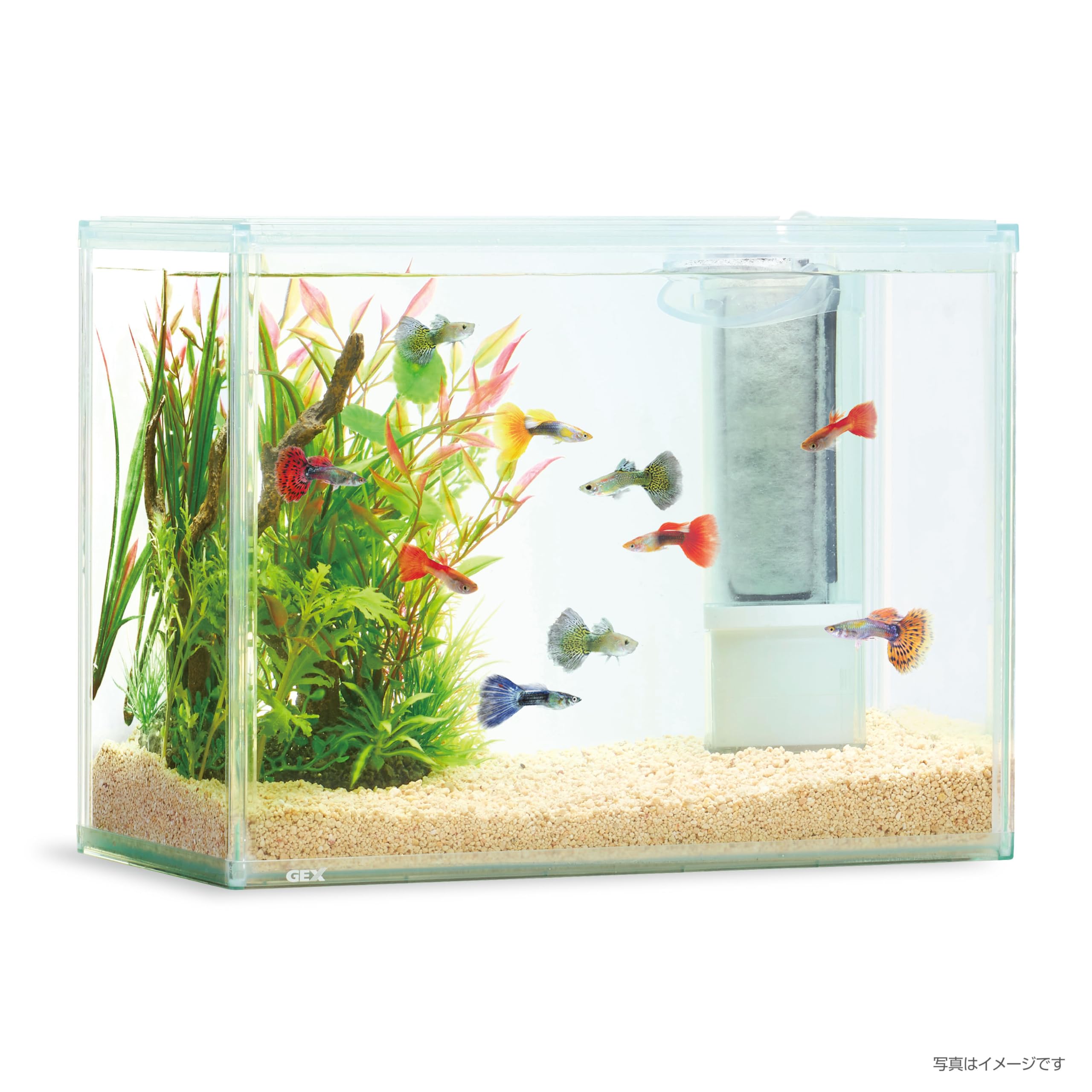 Amazon | ジェックス アクアクリアセット300 幅30cm水槽 熱帯魚