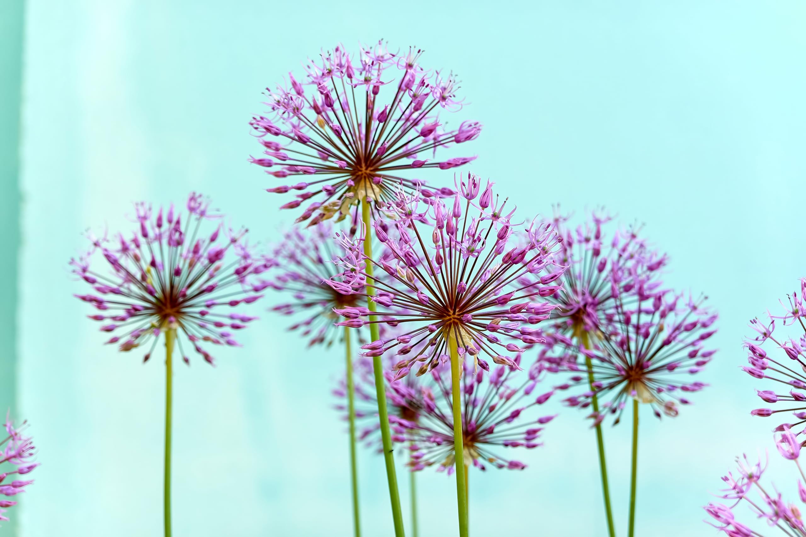 Lincolnshire Pond Plants Ltd - Allium Eros Plant Bulb x5 — view 29